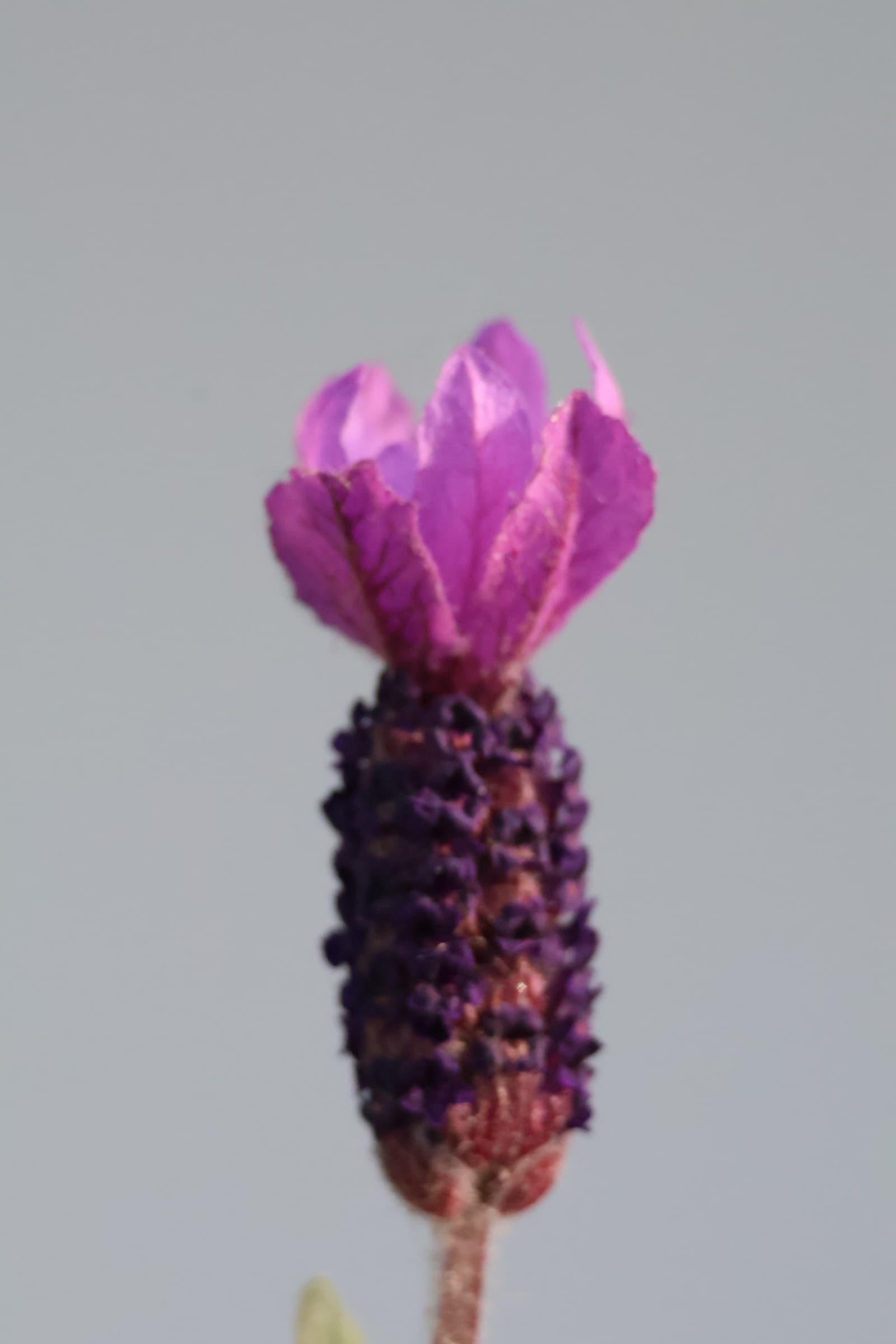 Flower 60