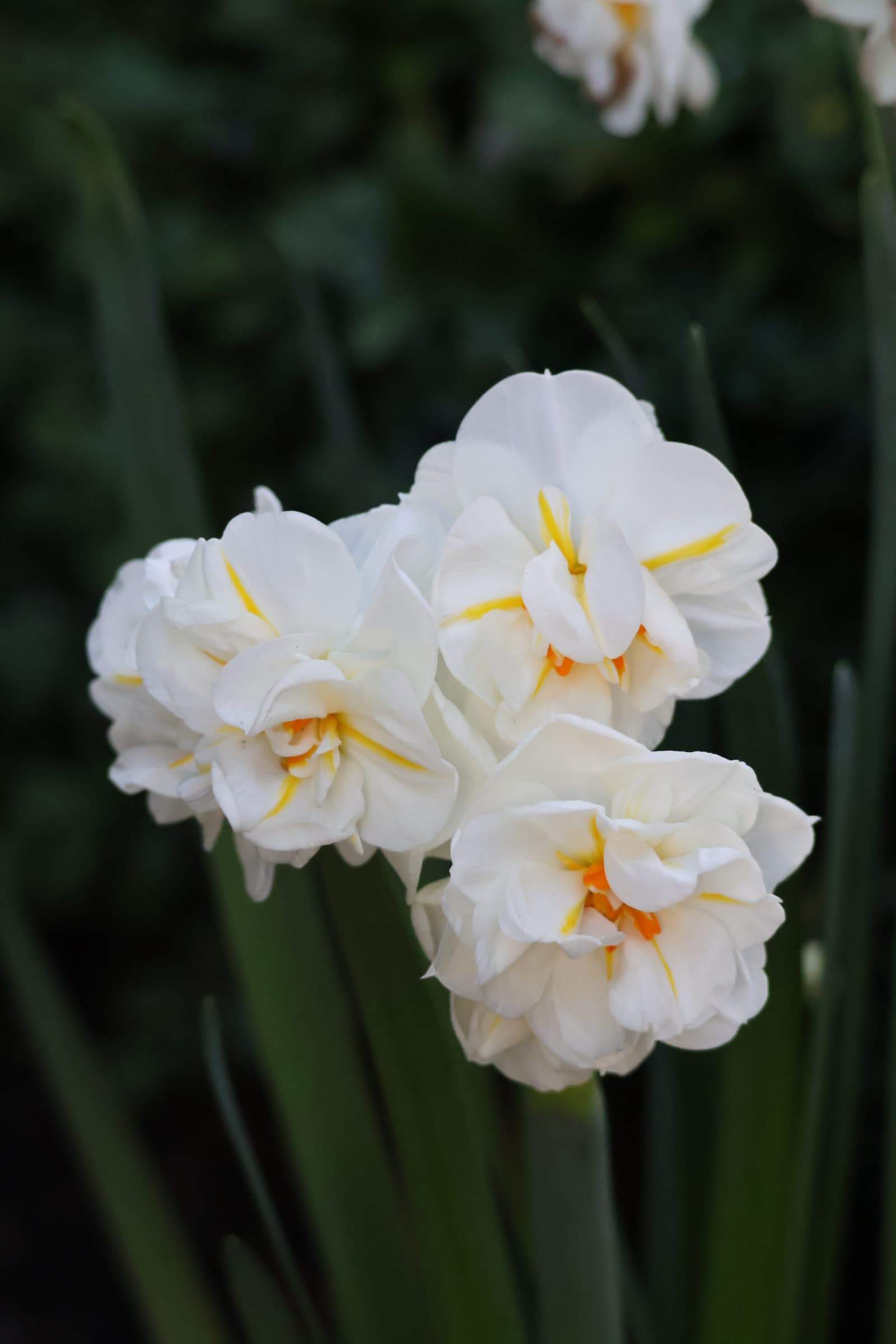 Flower 24