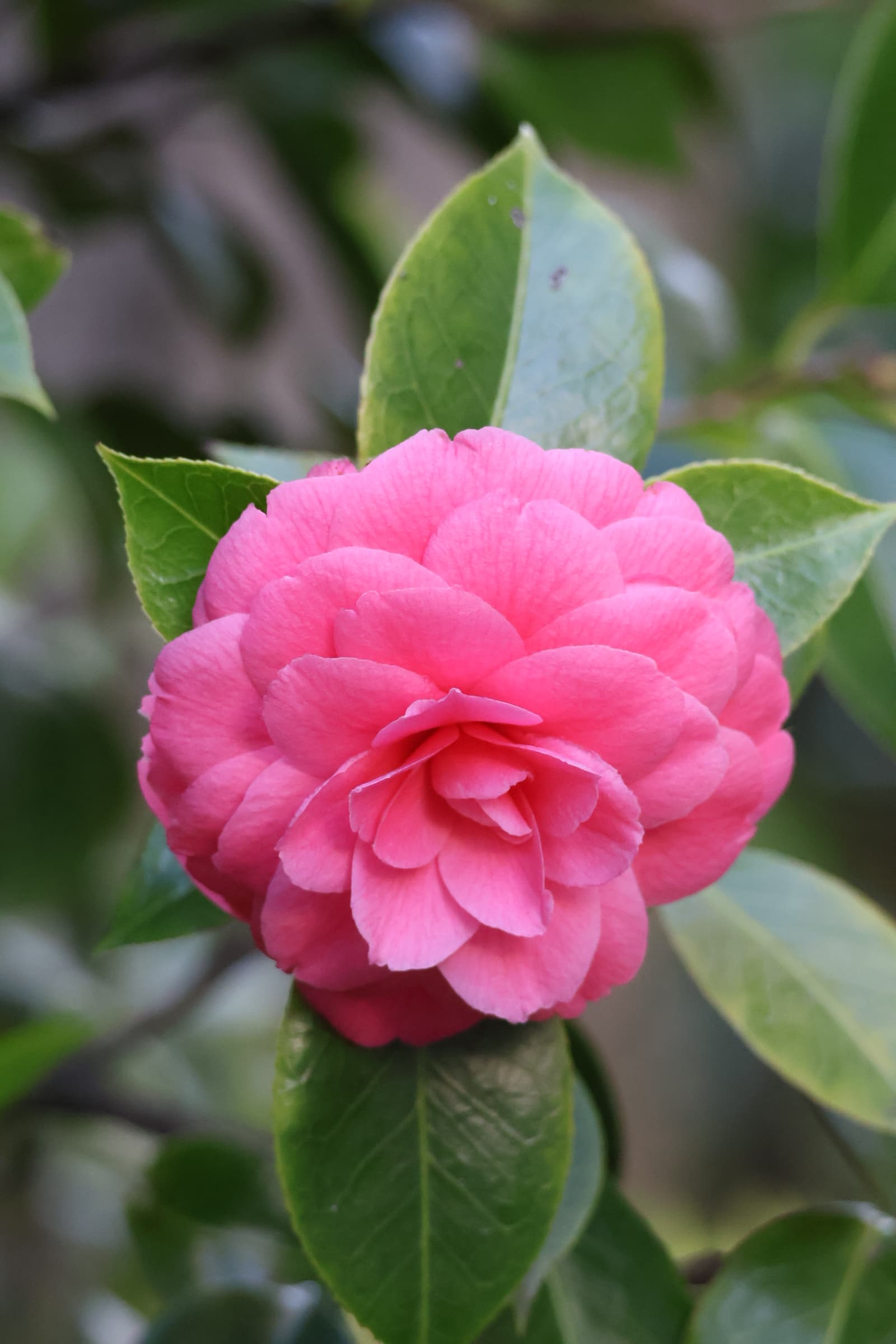 Flower 327