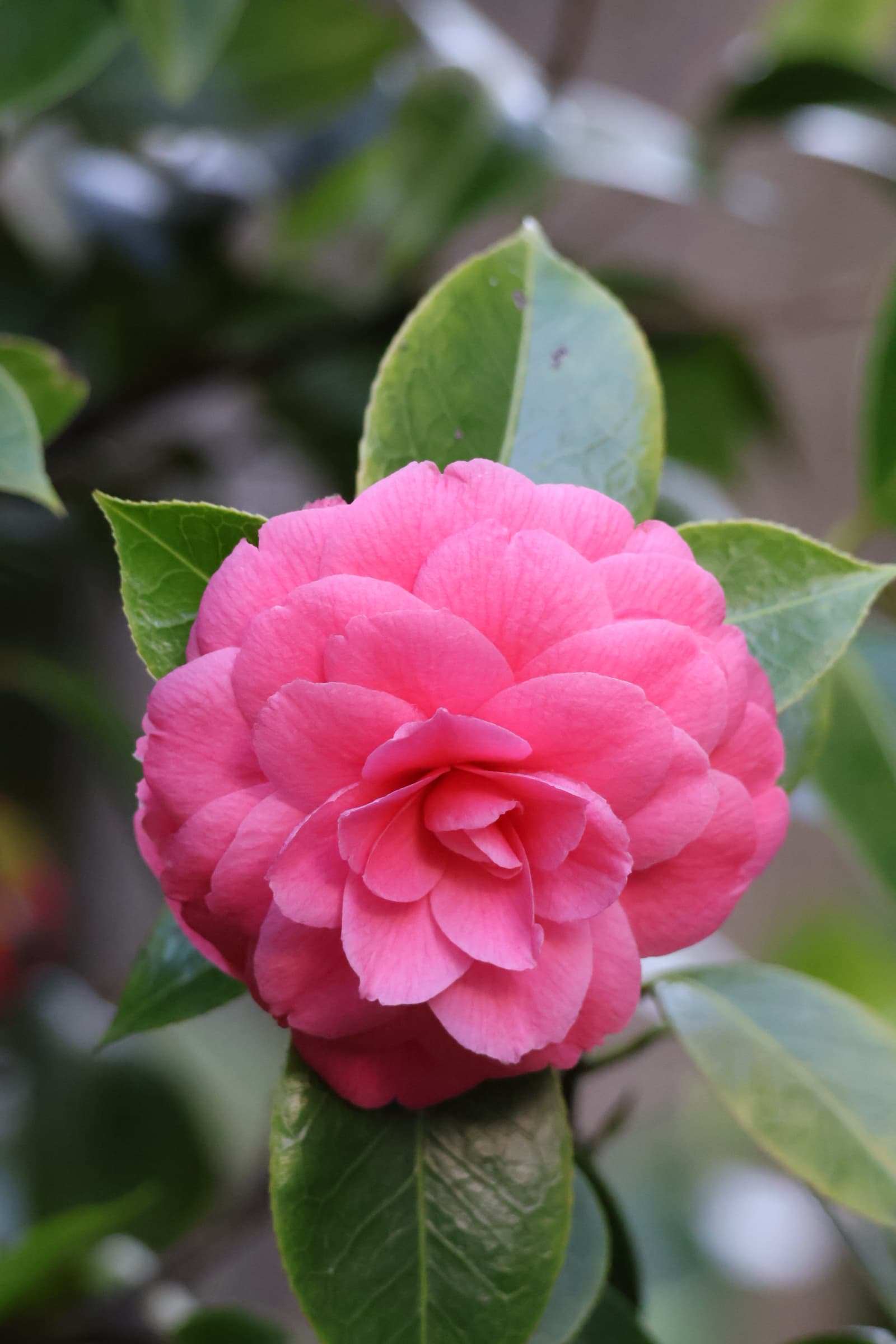 Flower 375