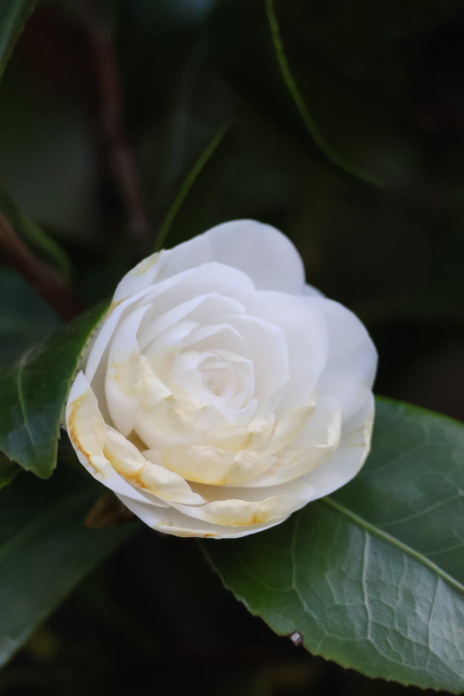 Flower 7