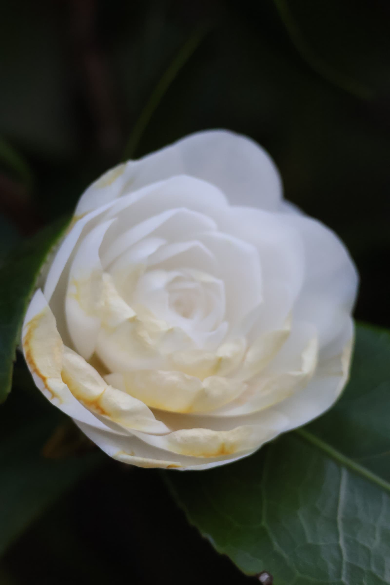 Flower 352