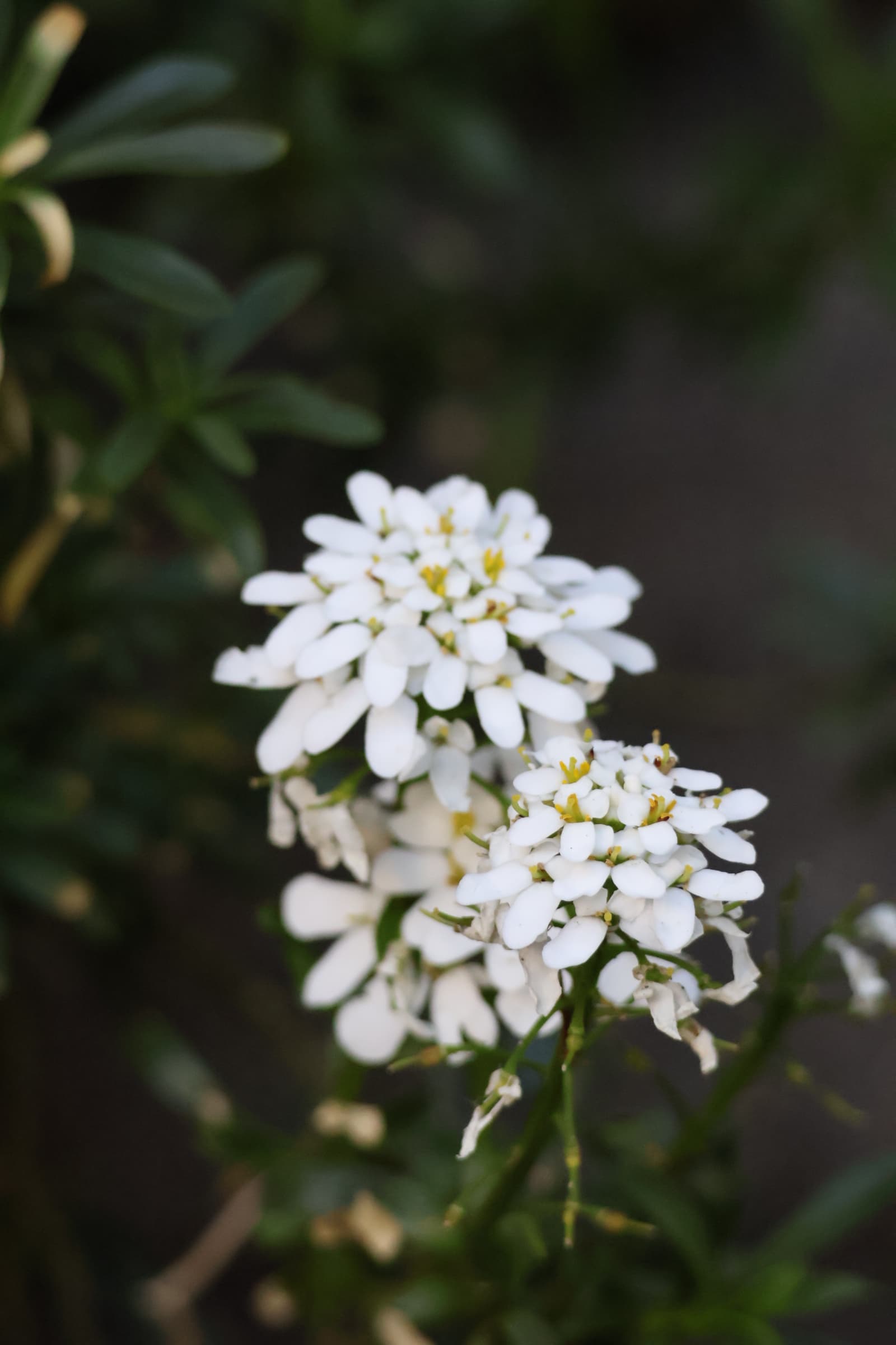 Flower 396