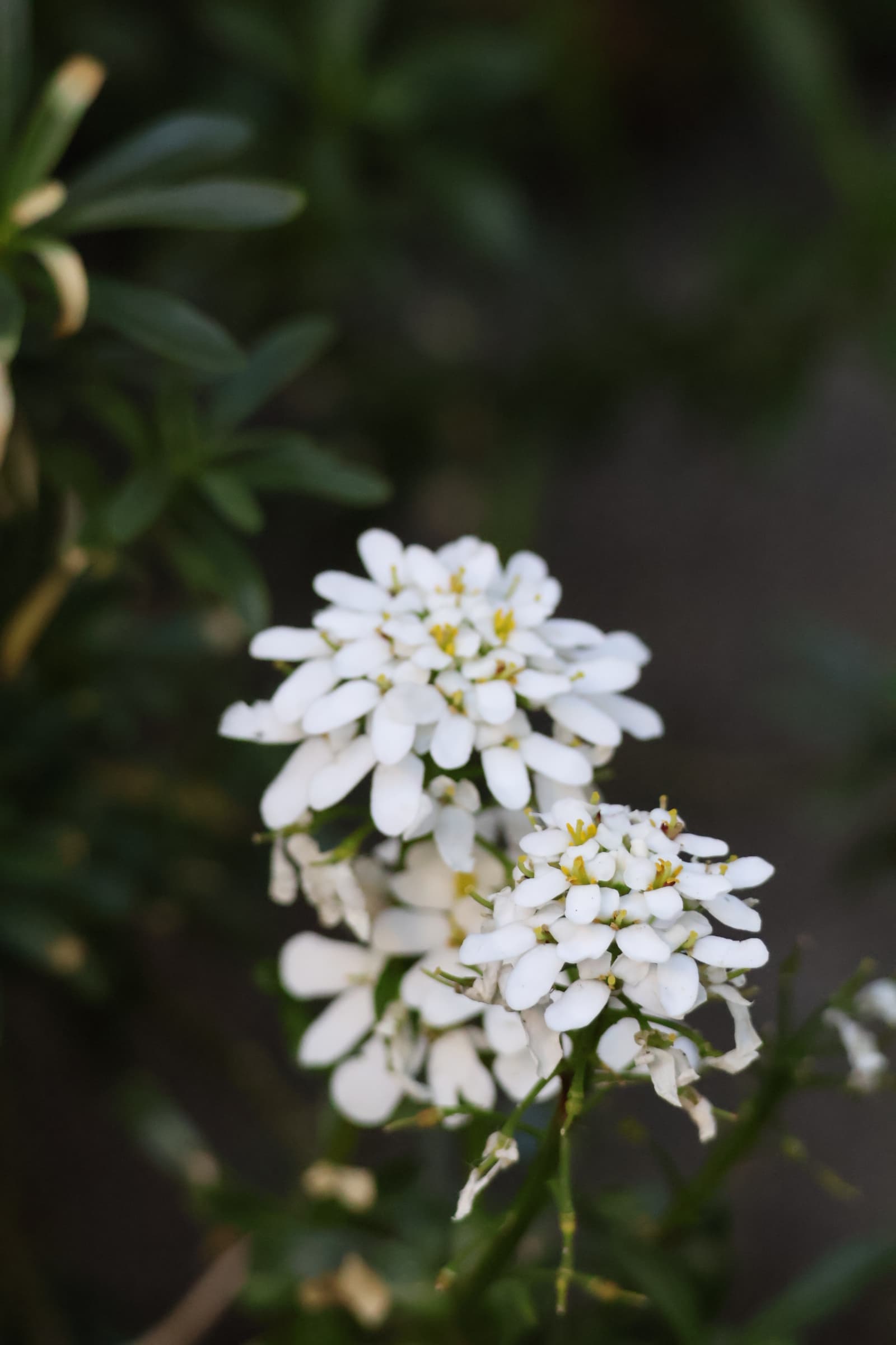 Flower 413