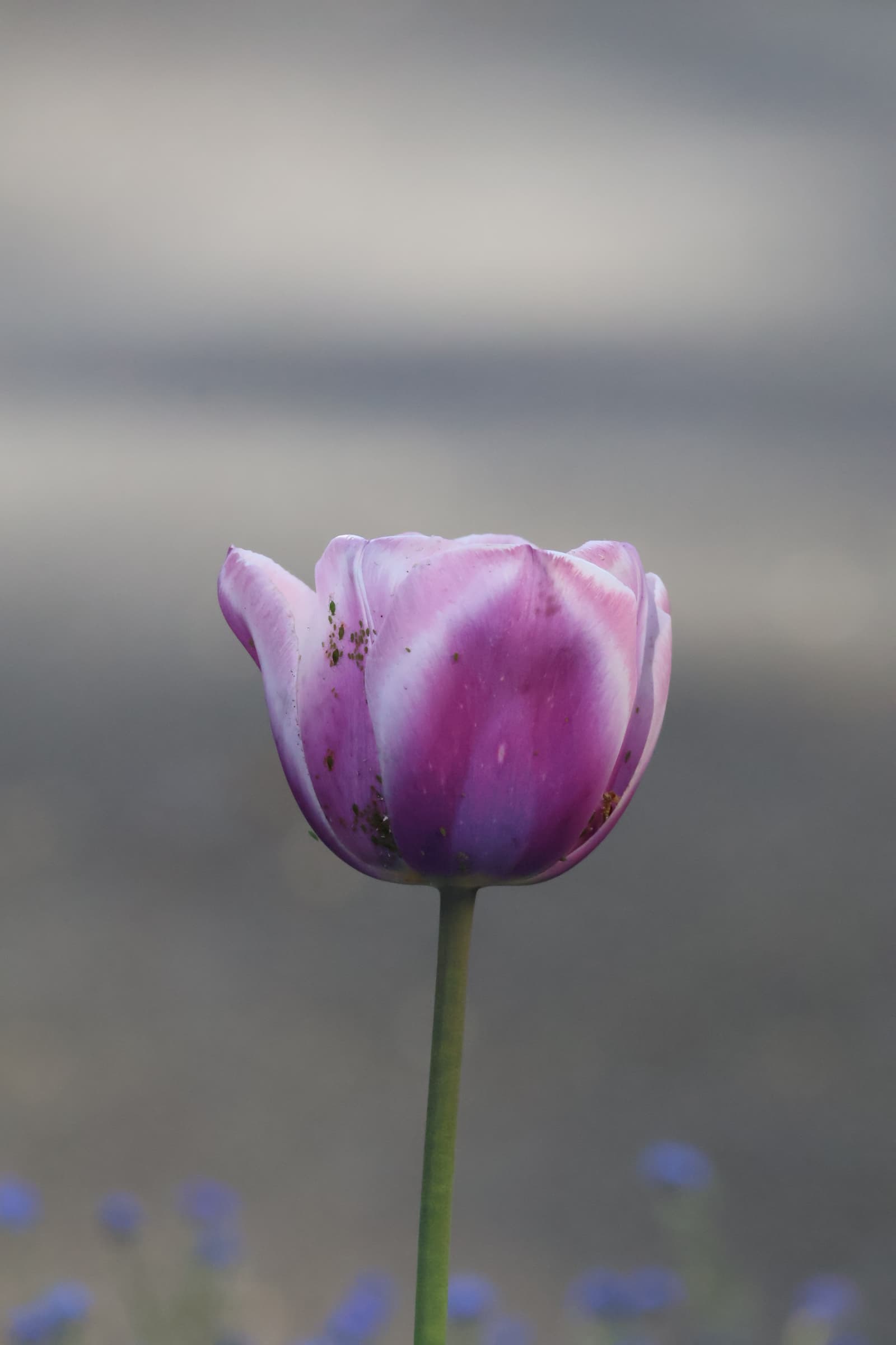 Flower 388