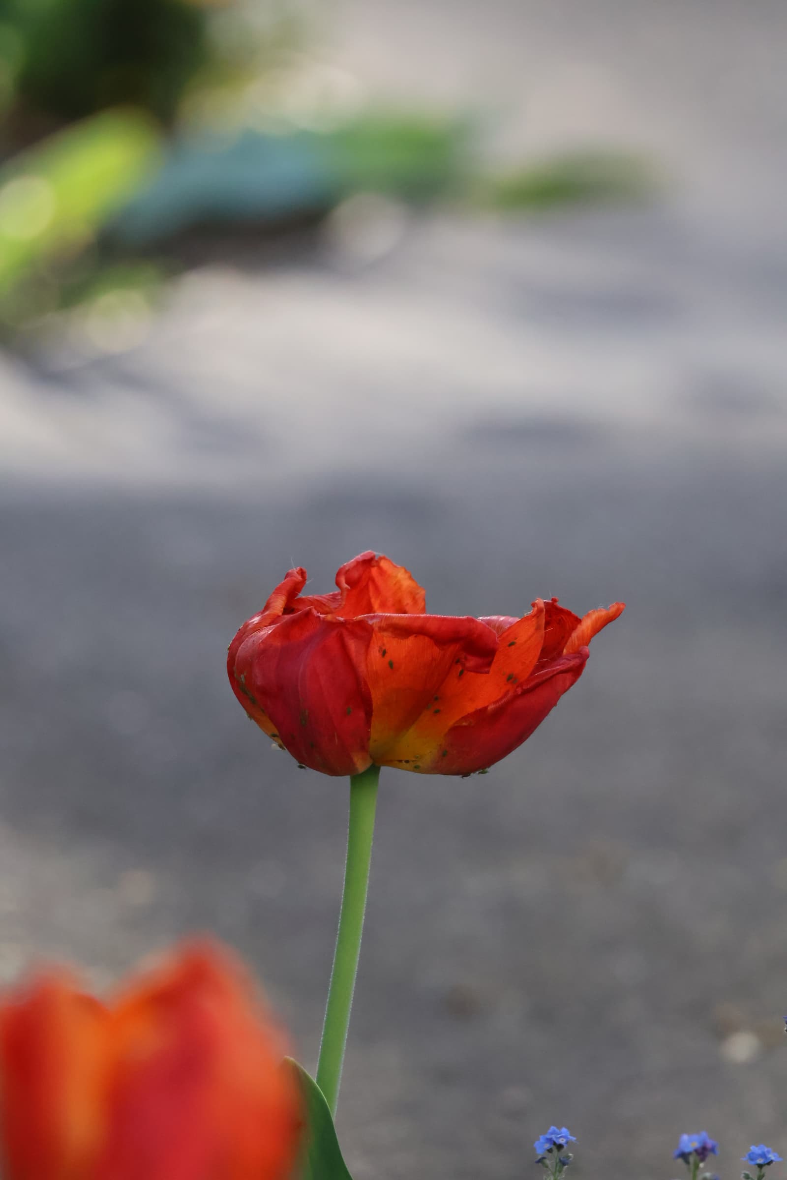 Flower 213