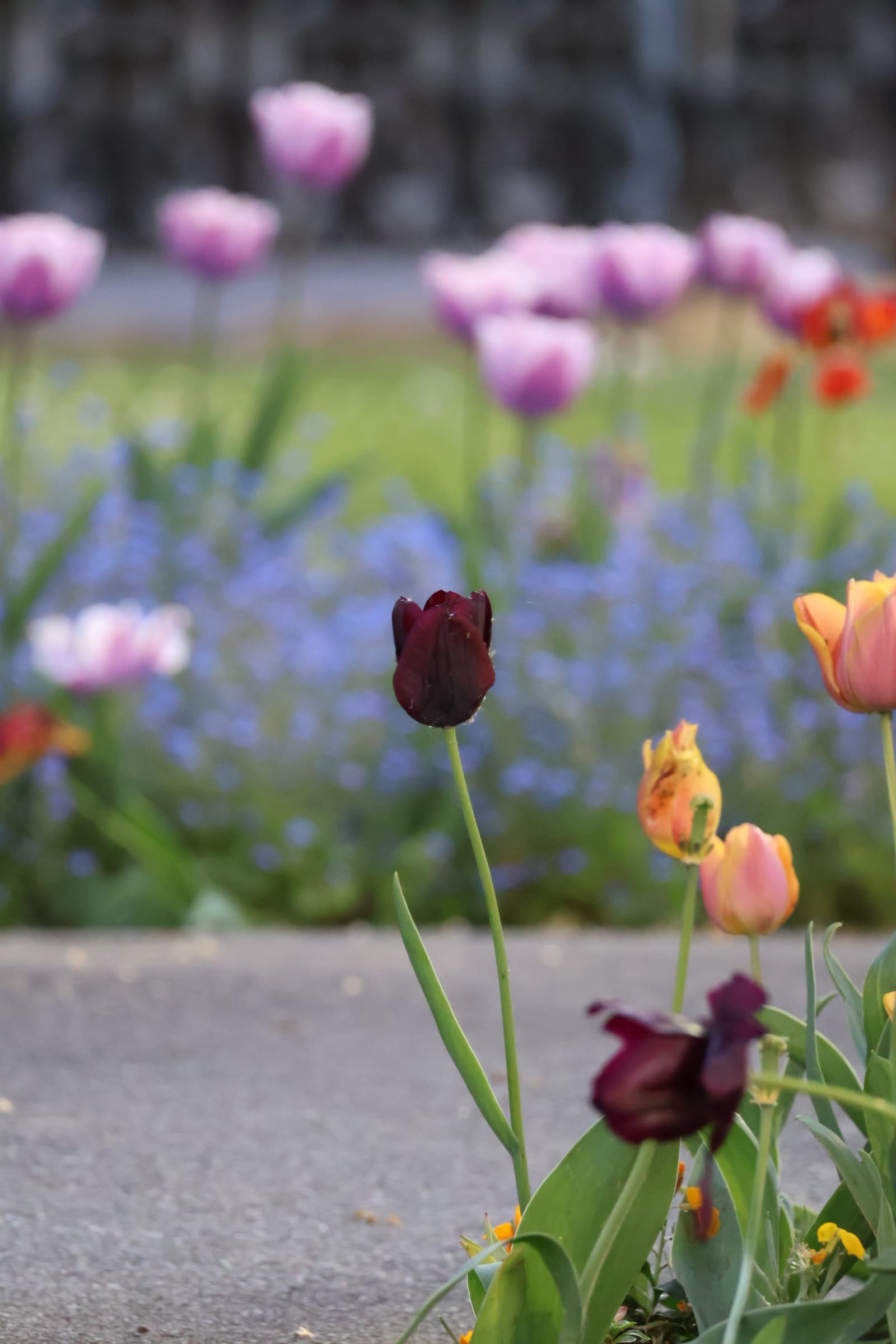 Flower 358