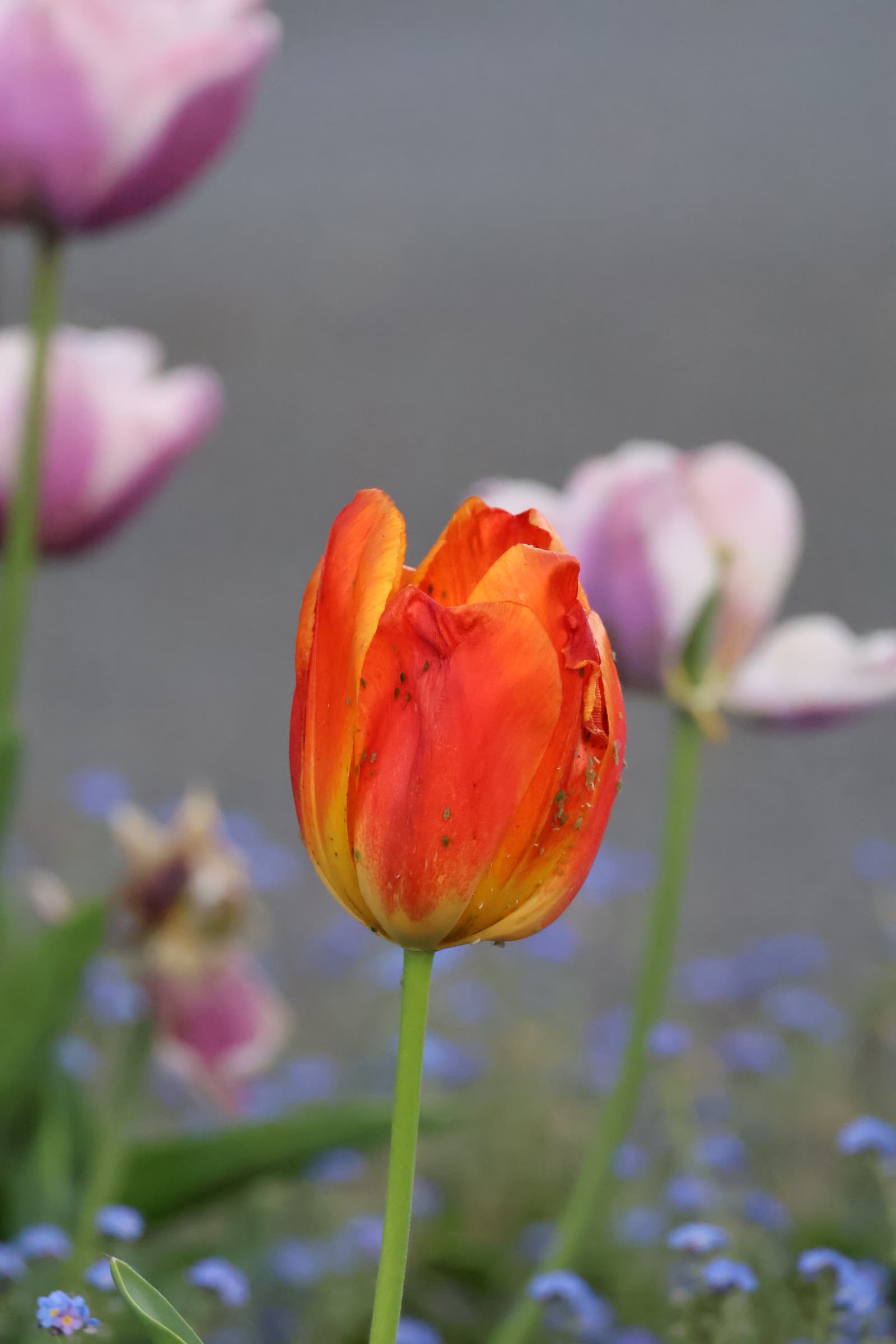 Flower 85