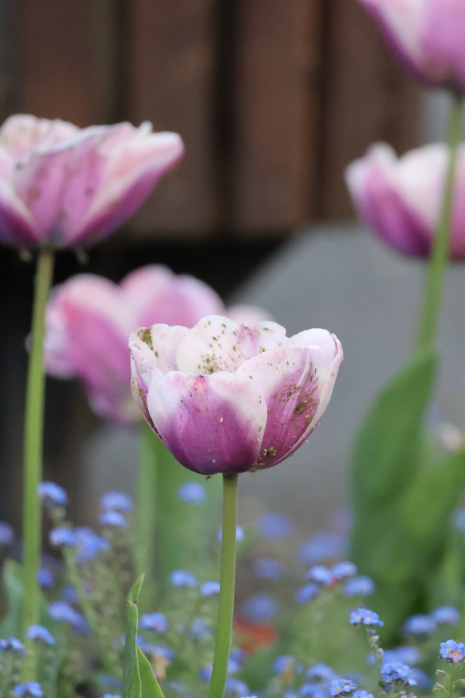 Flower 112