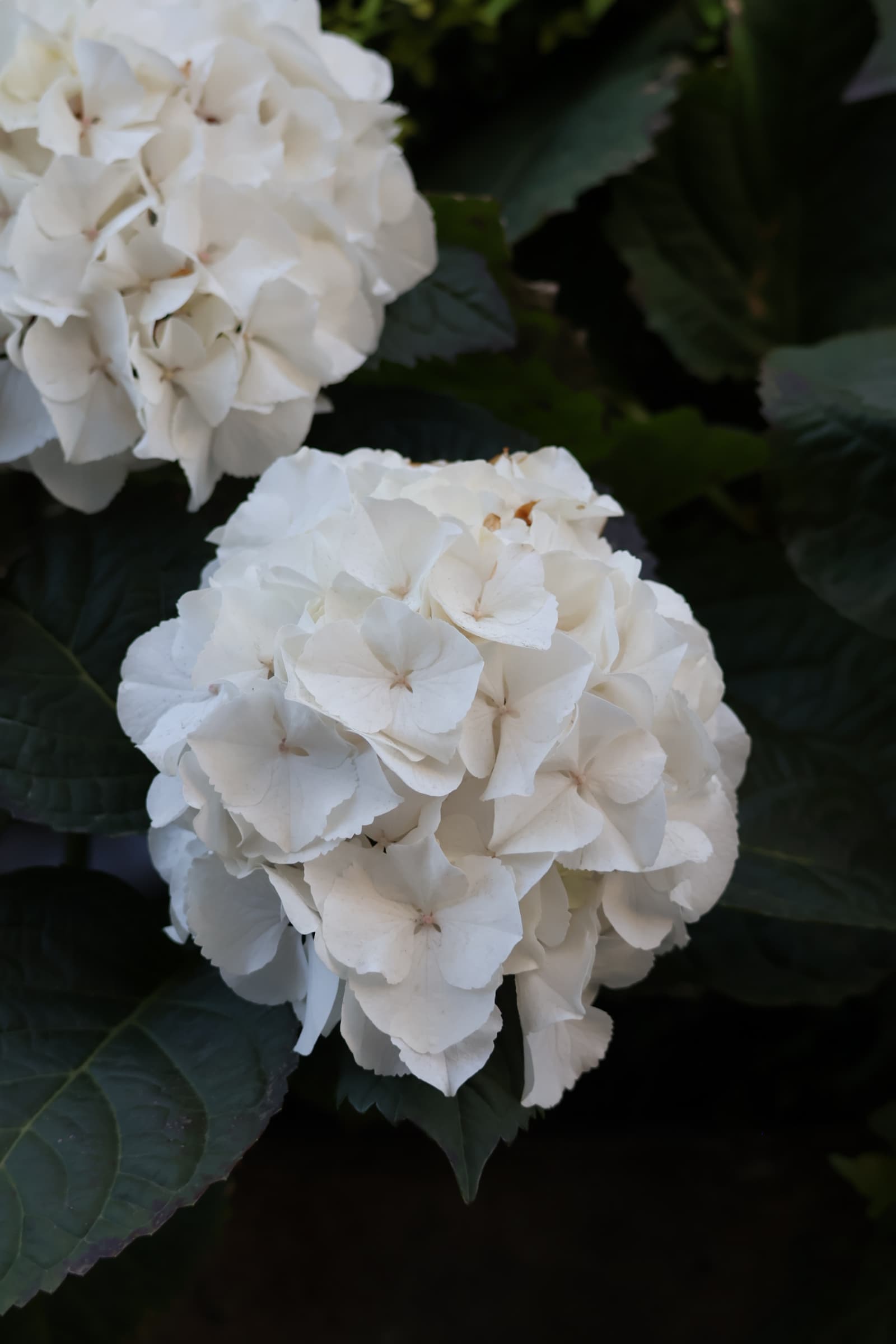 Flower 183