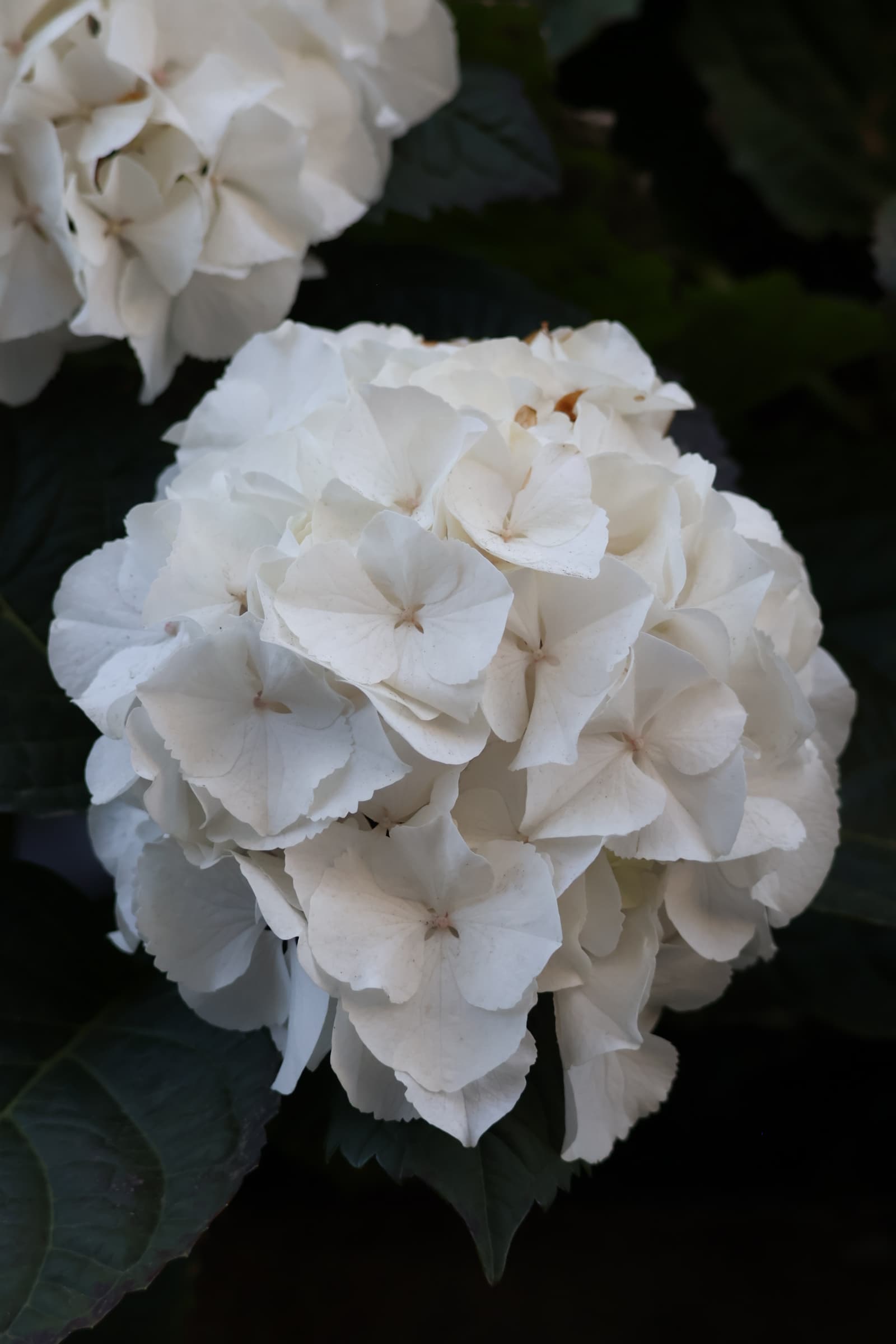Flower 180