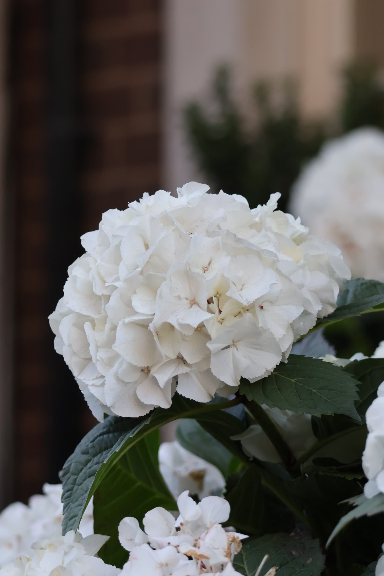 Flower 91