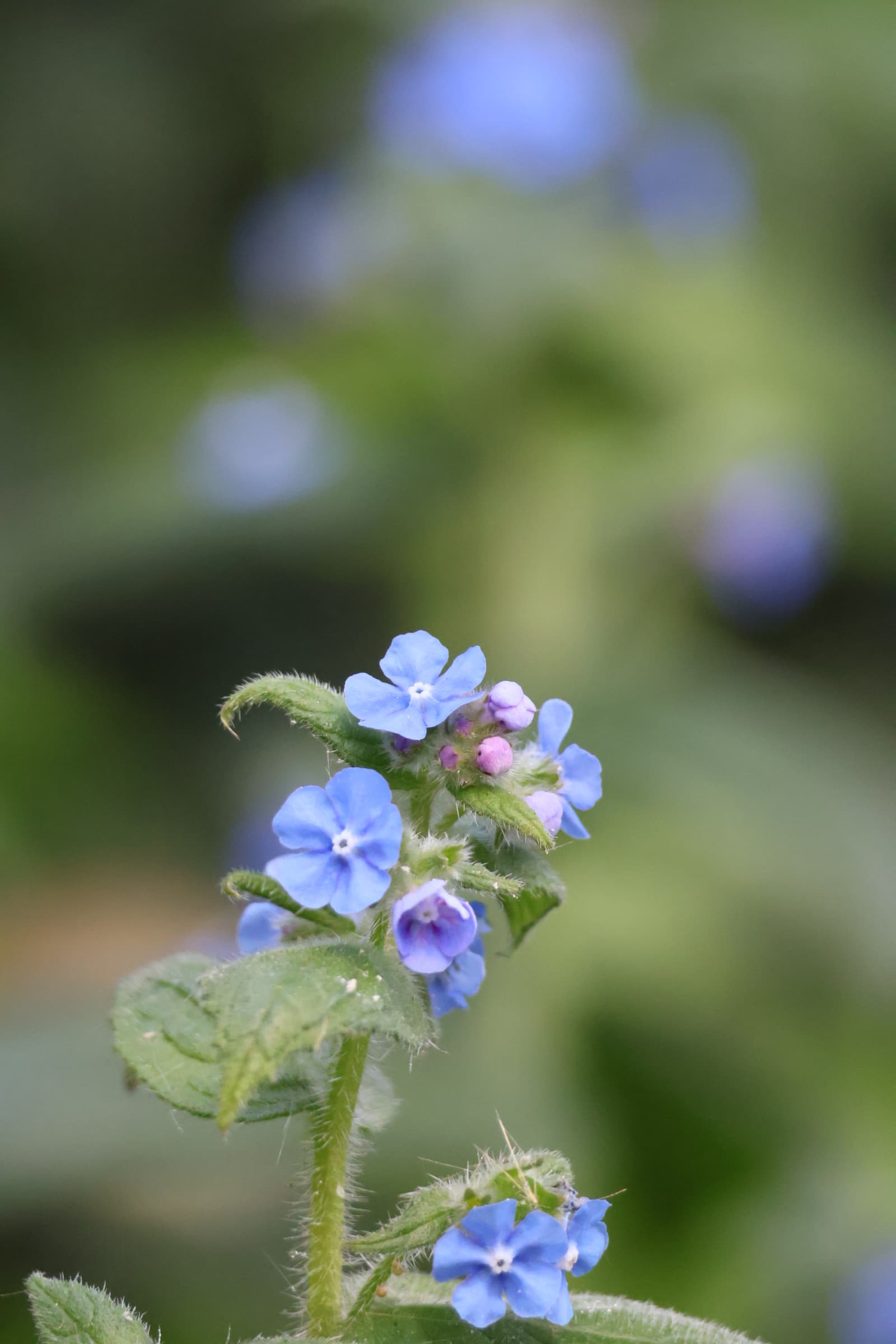 Flower 472