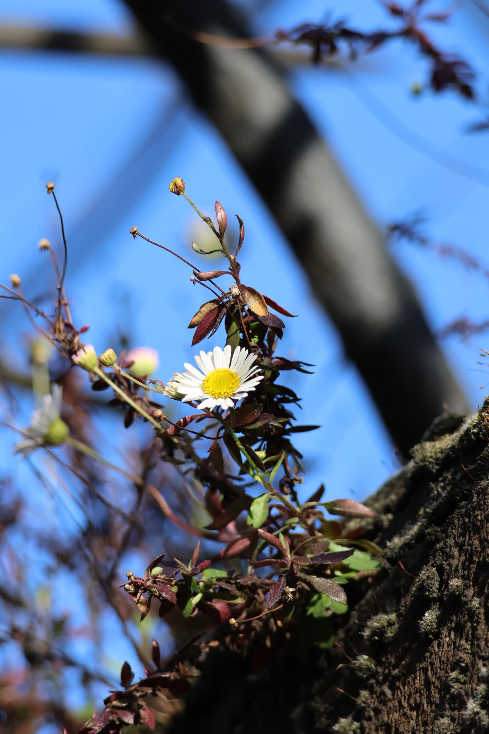 Flower 320