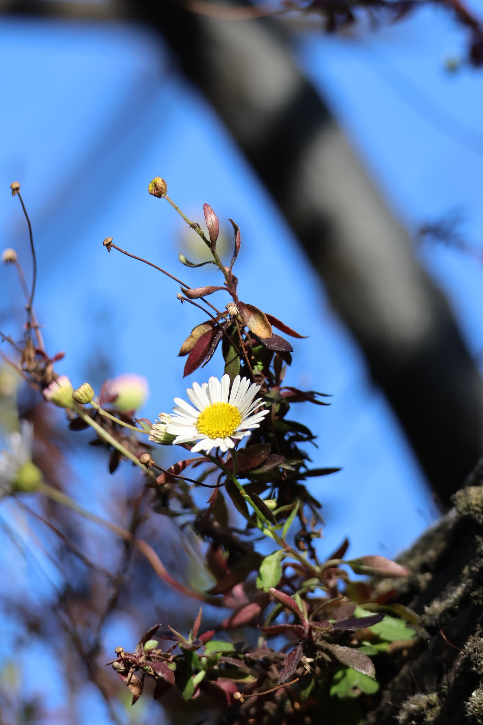 Flower 214