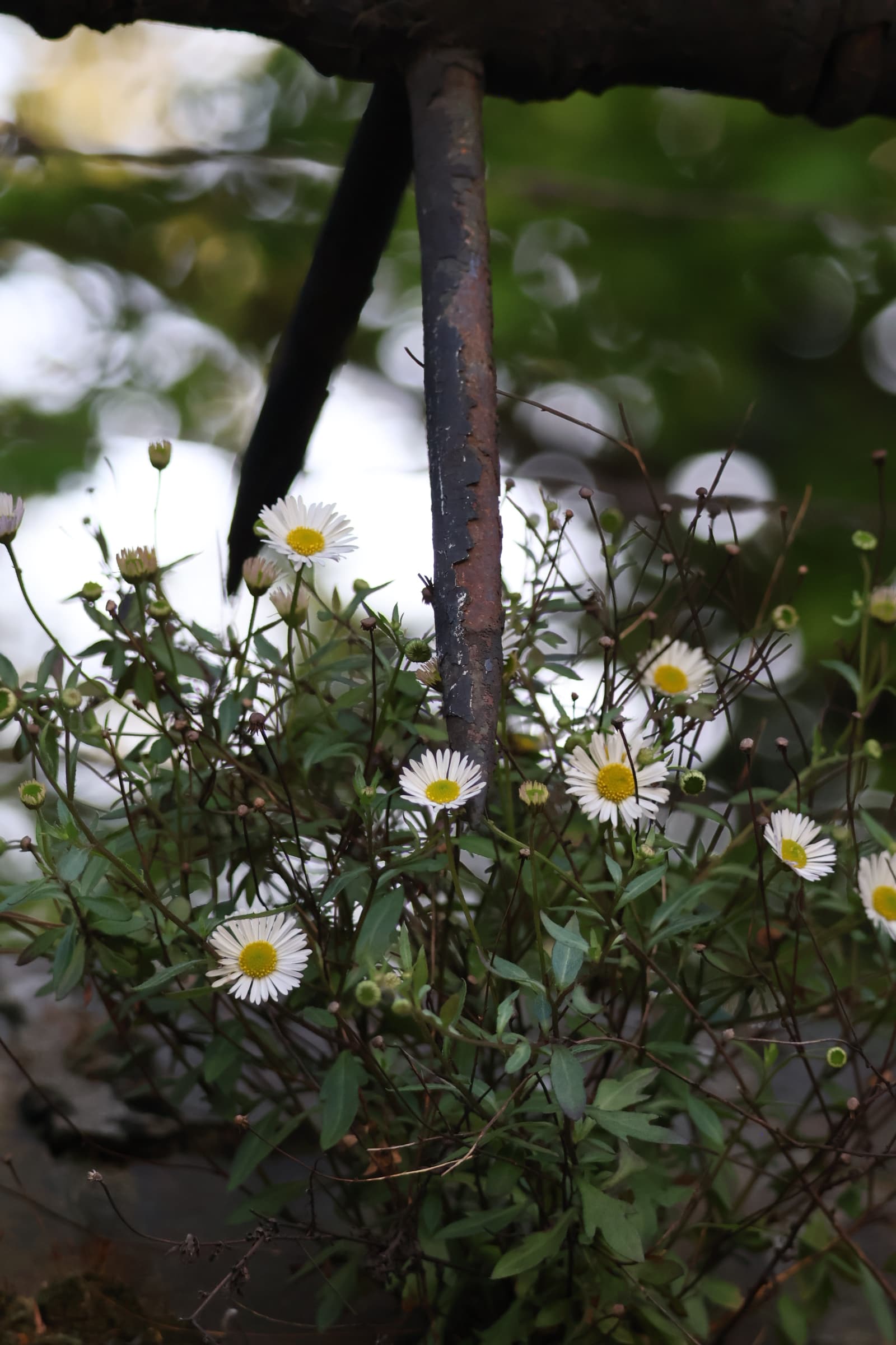 Flower 282