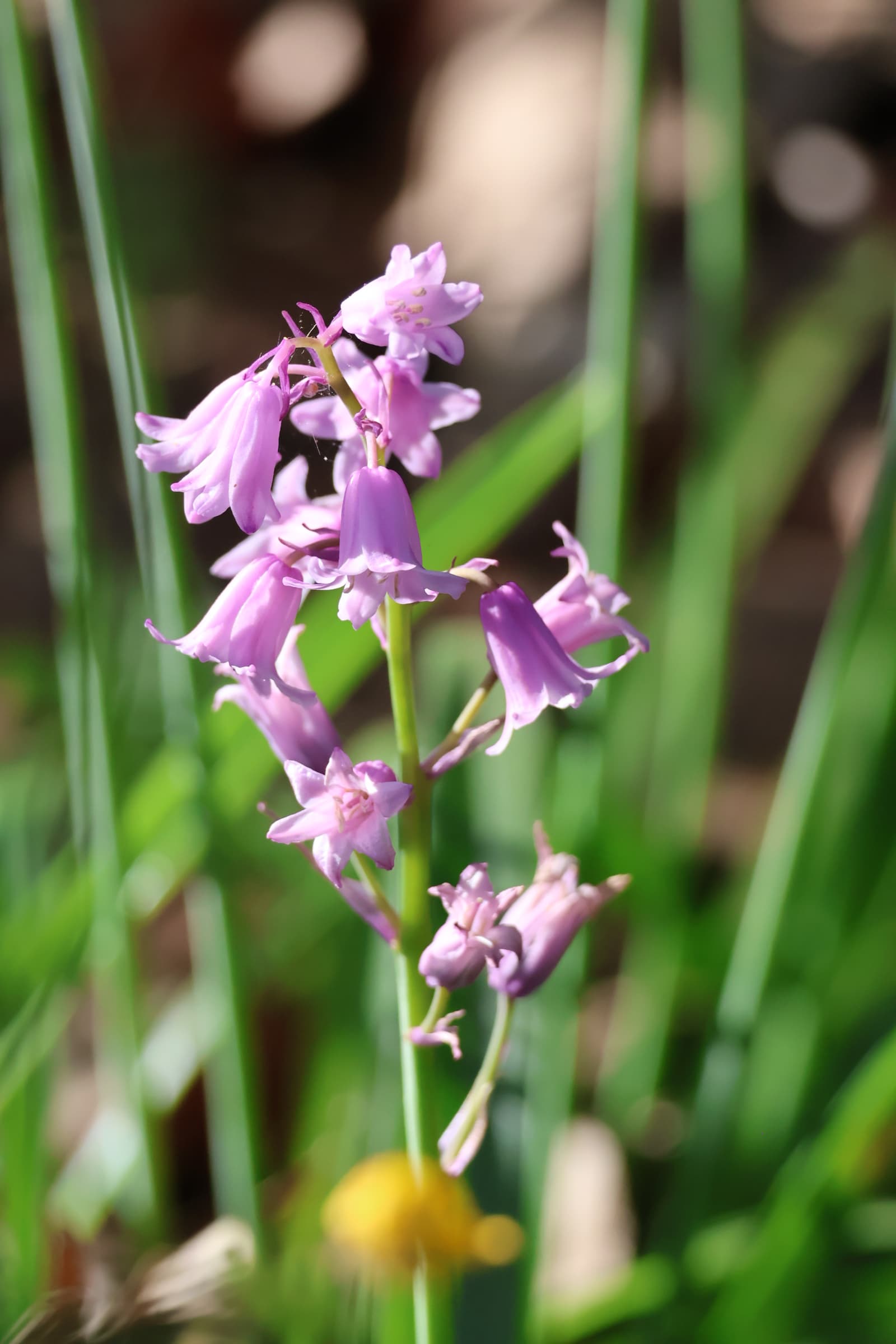 Flower 146