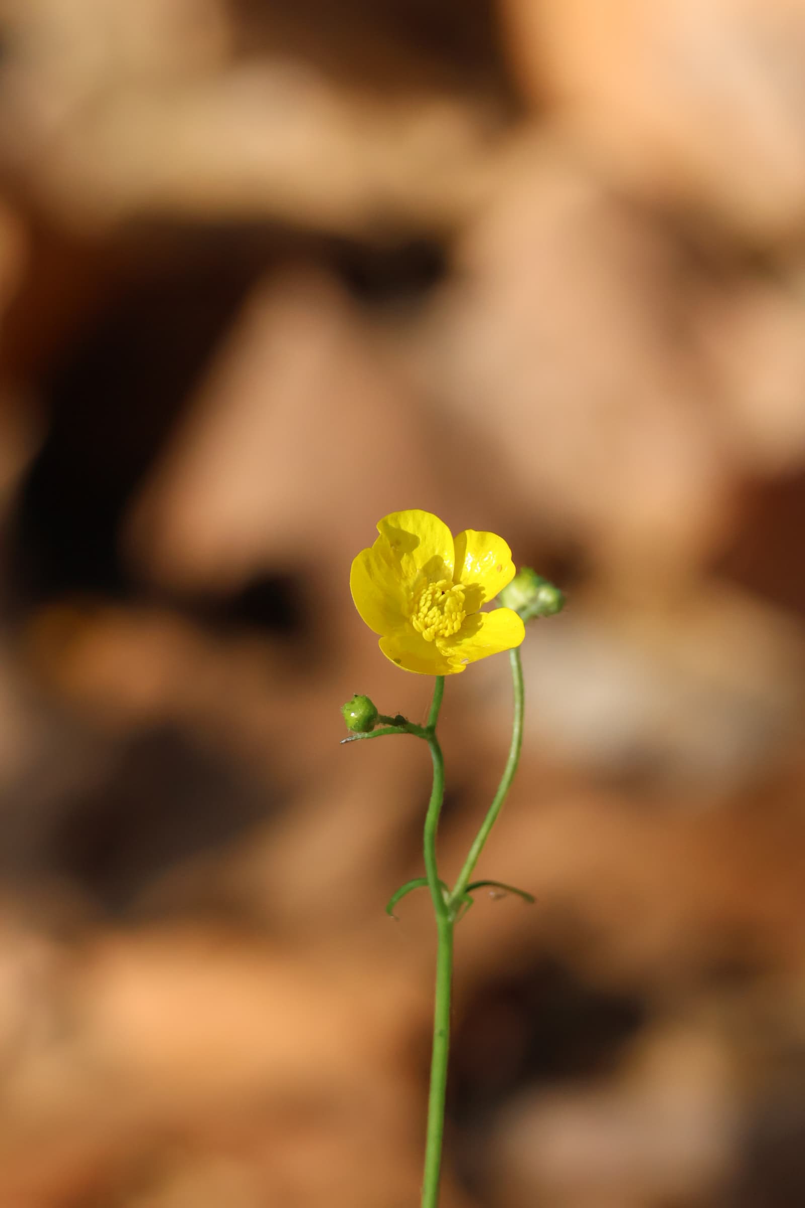 Flower 103