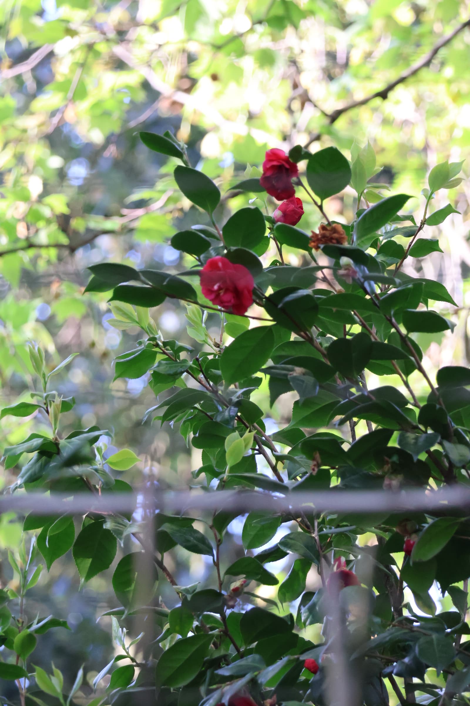 Flower 59
