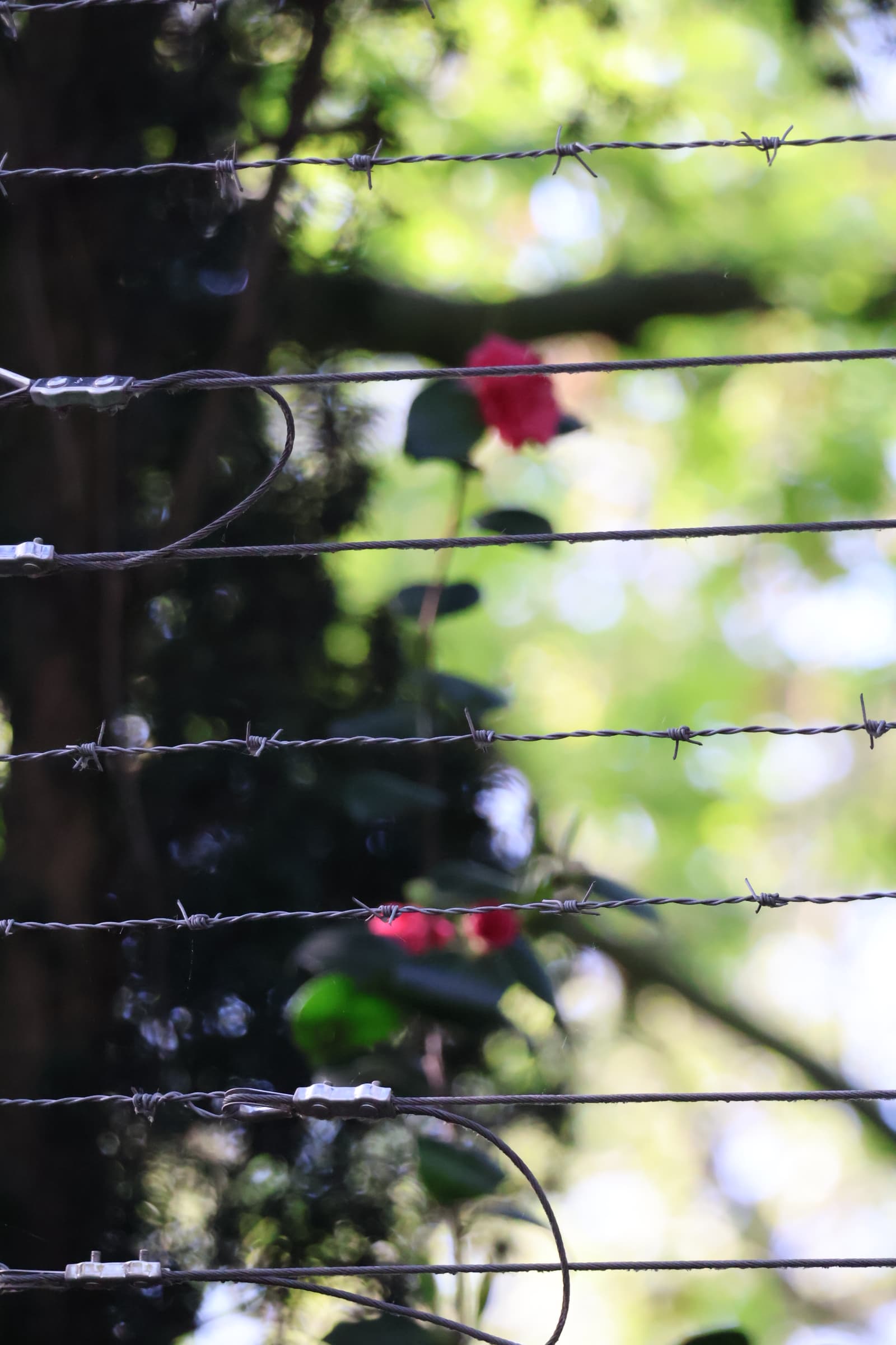 Flower 363
