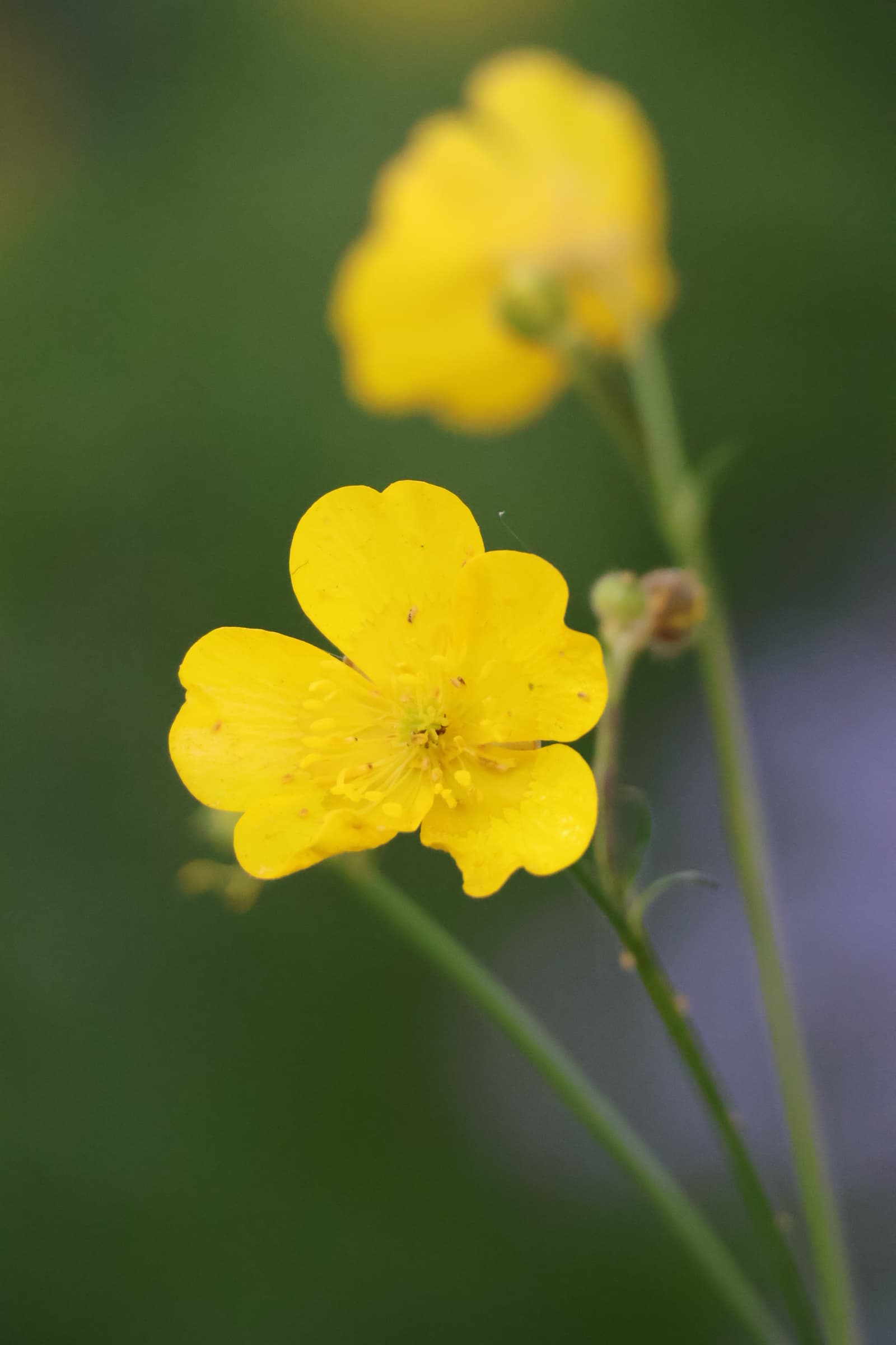 Flower 526