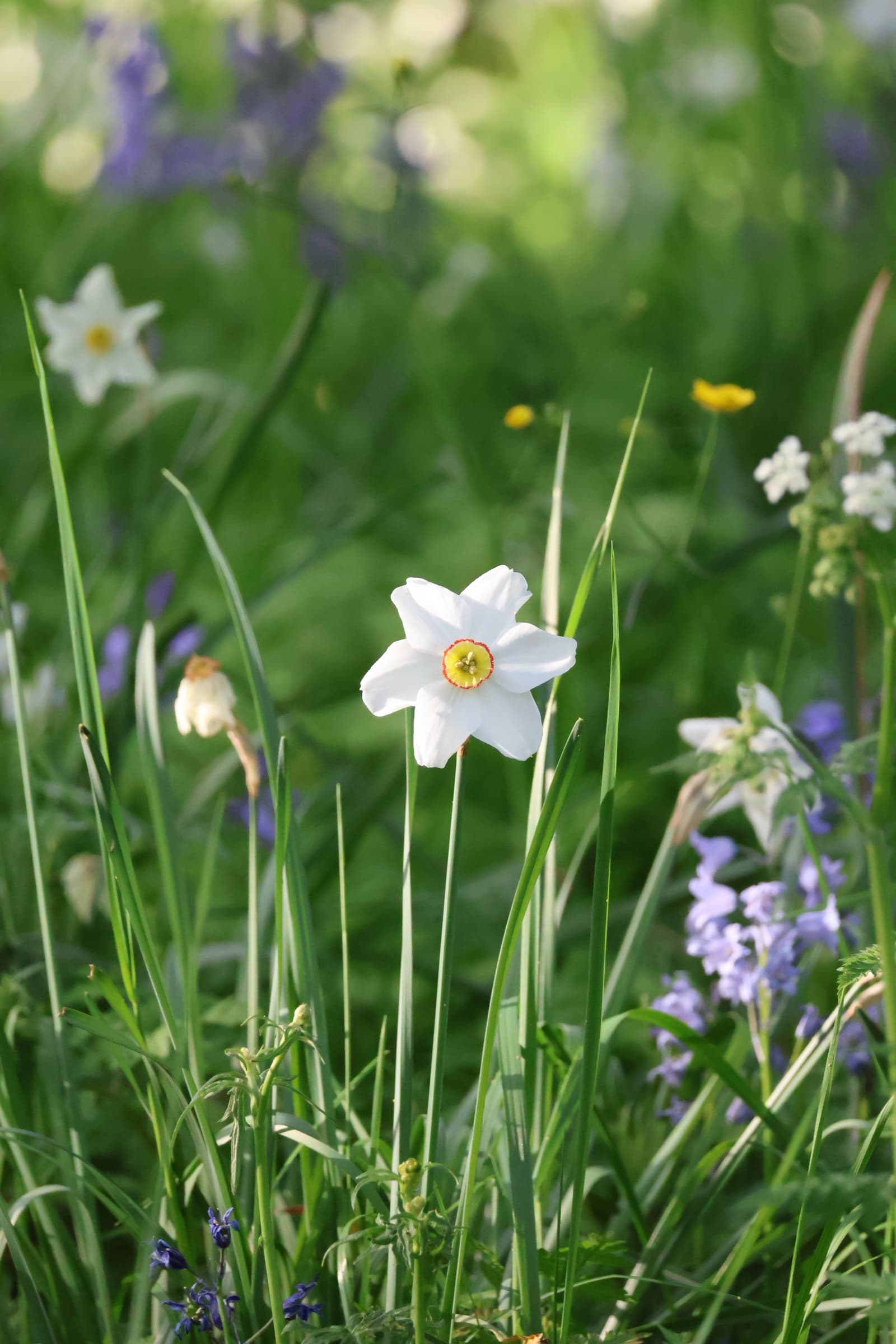 Flower 317