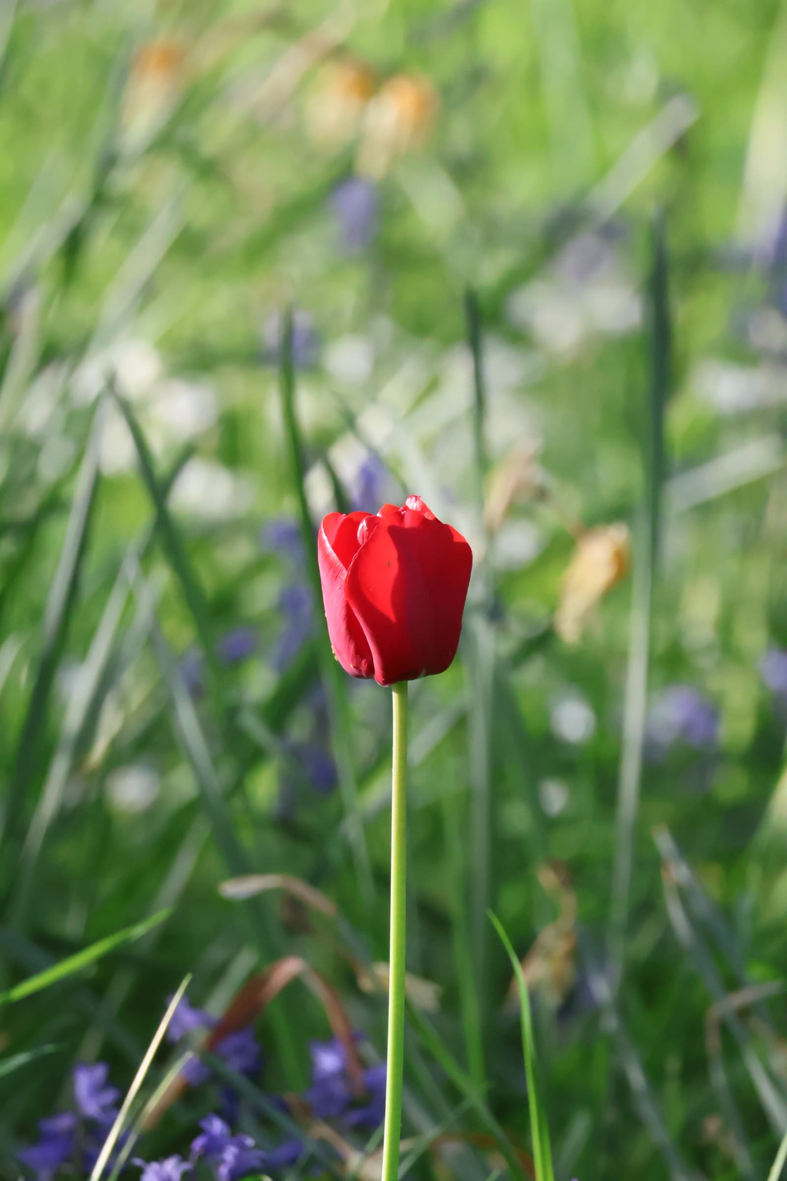 Flower 211