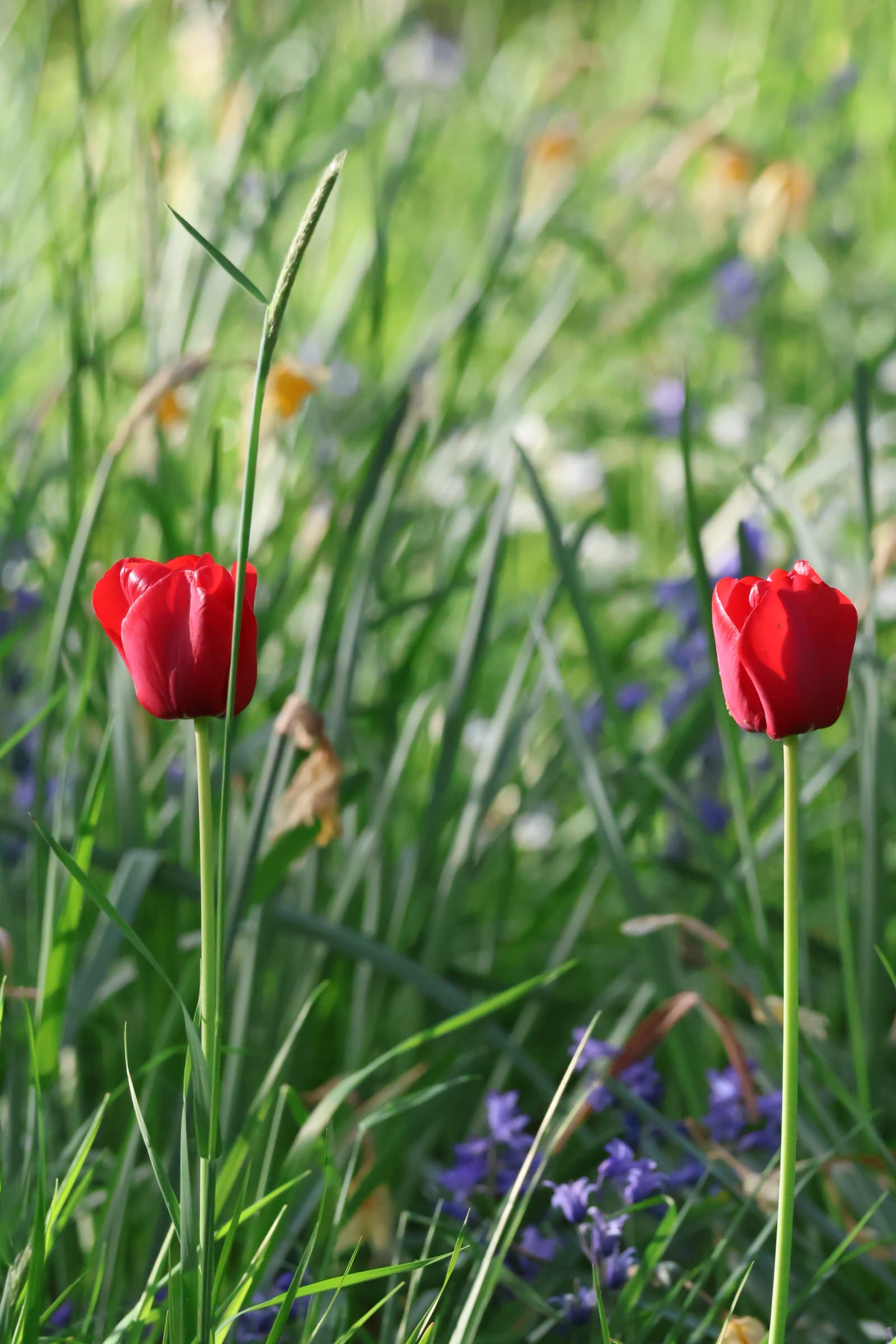 Flower 323