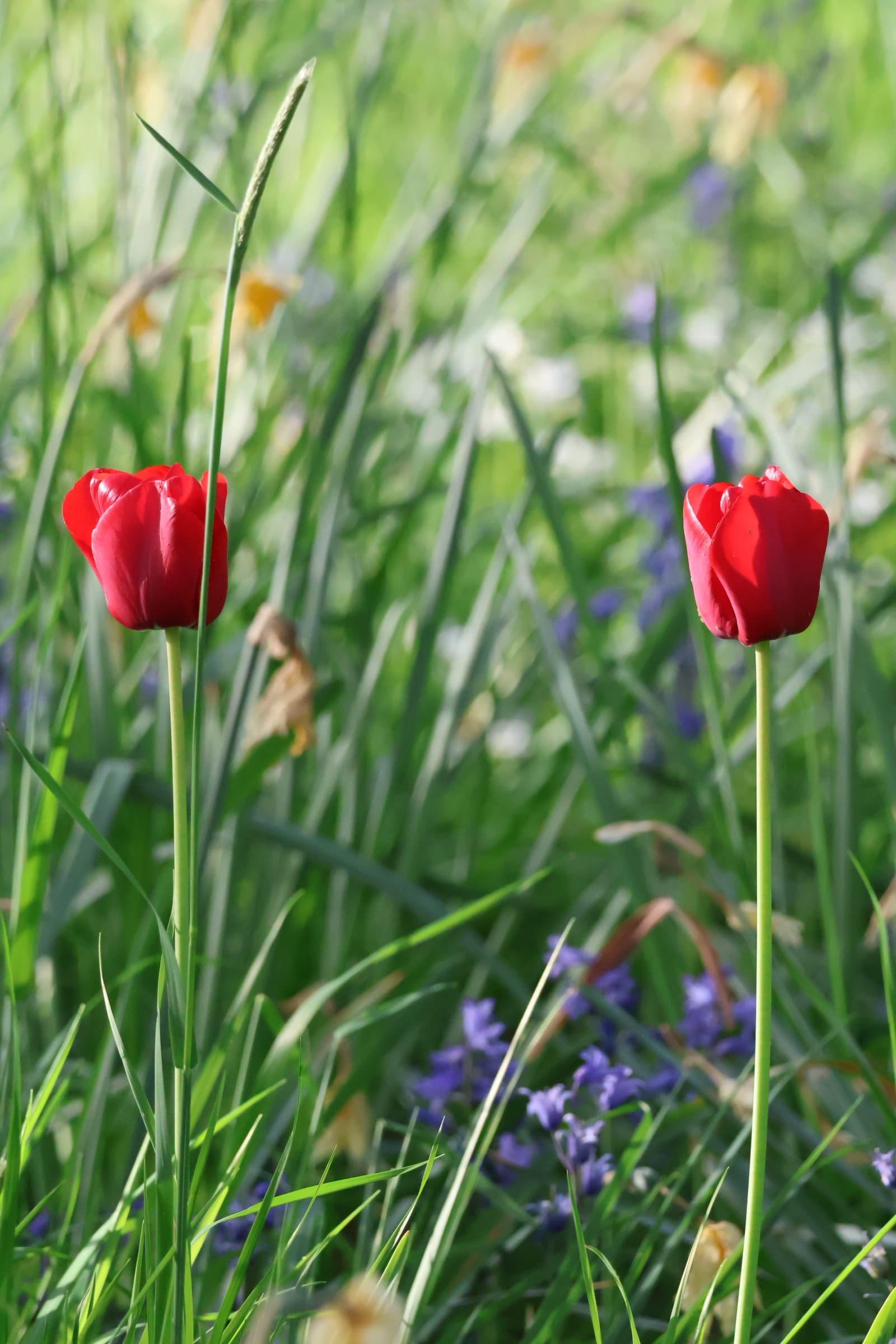 Flower 514