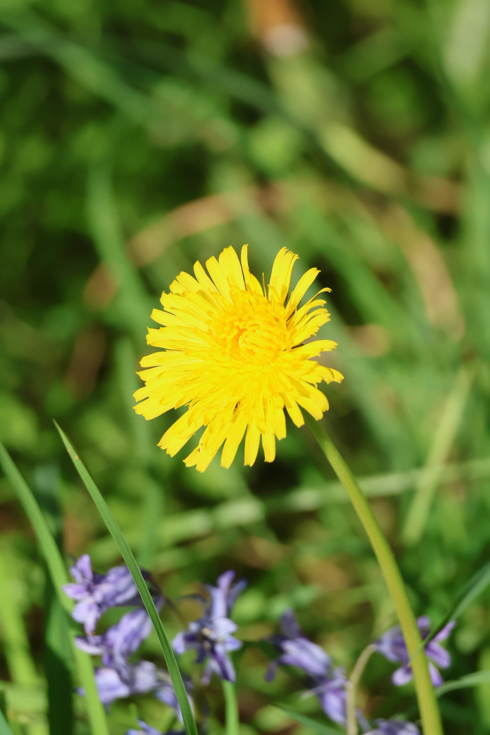 Flower 94
