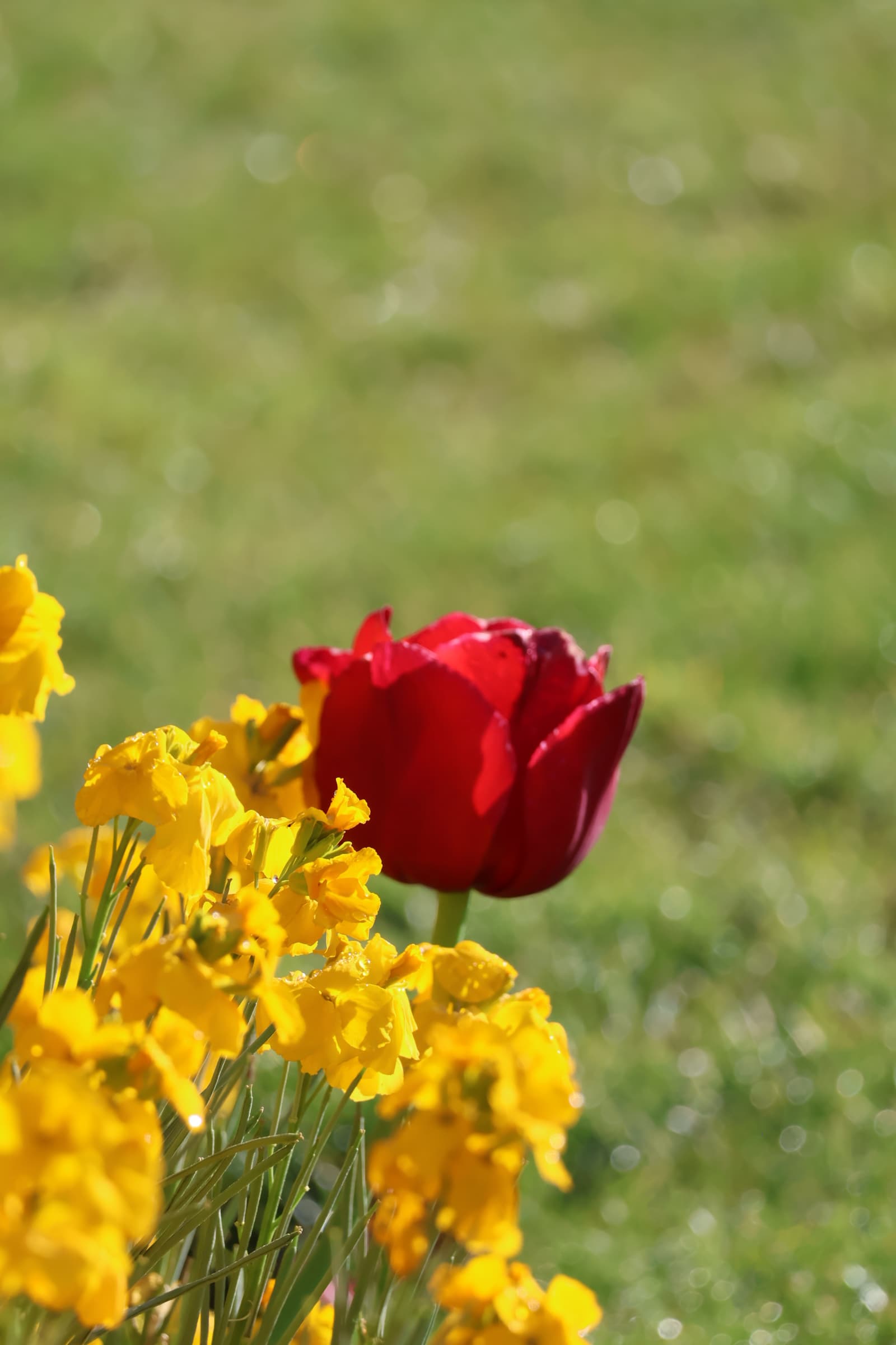 Flower 423