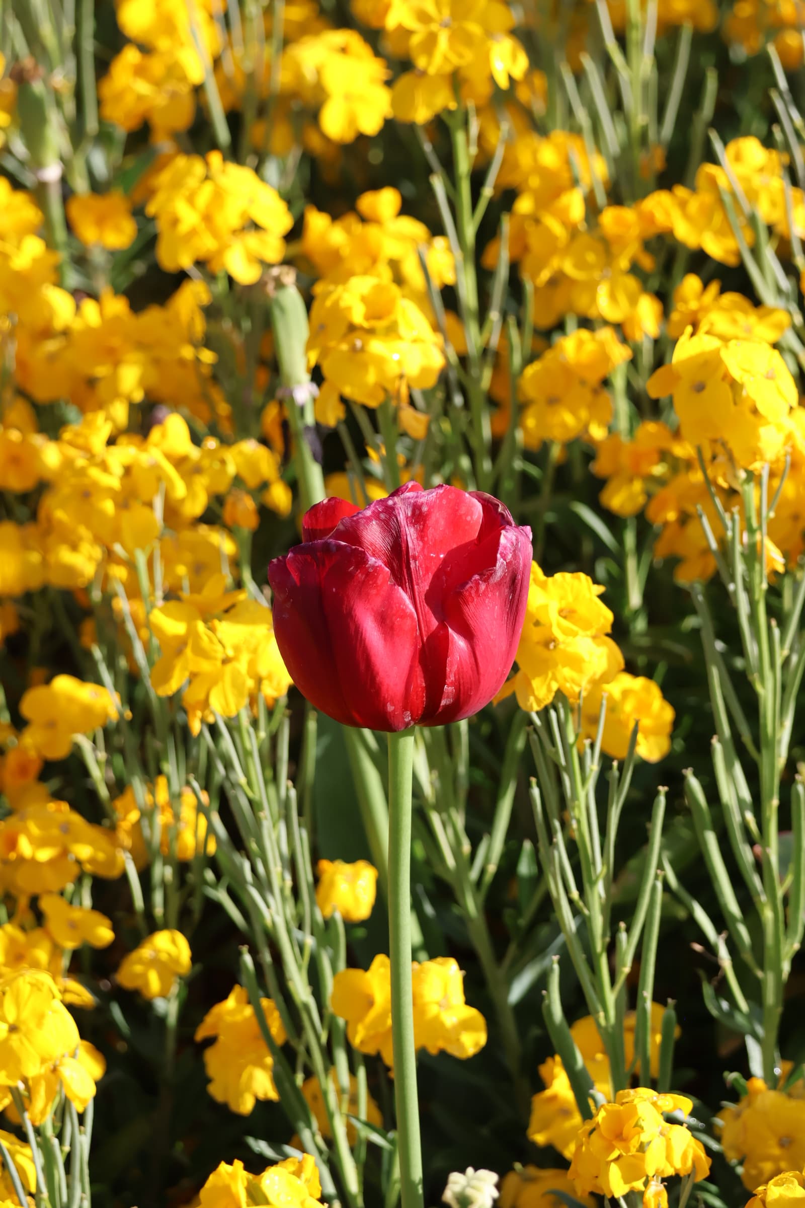 Flower 194