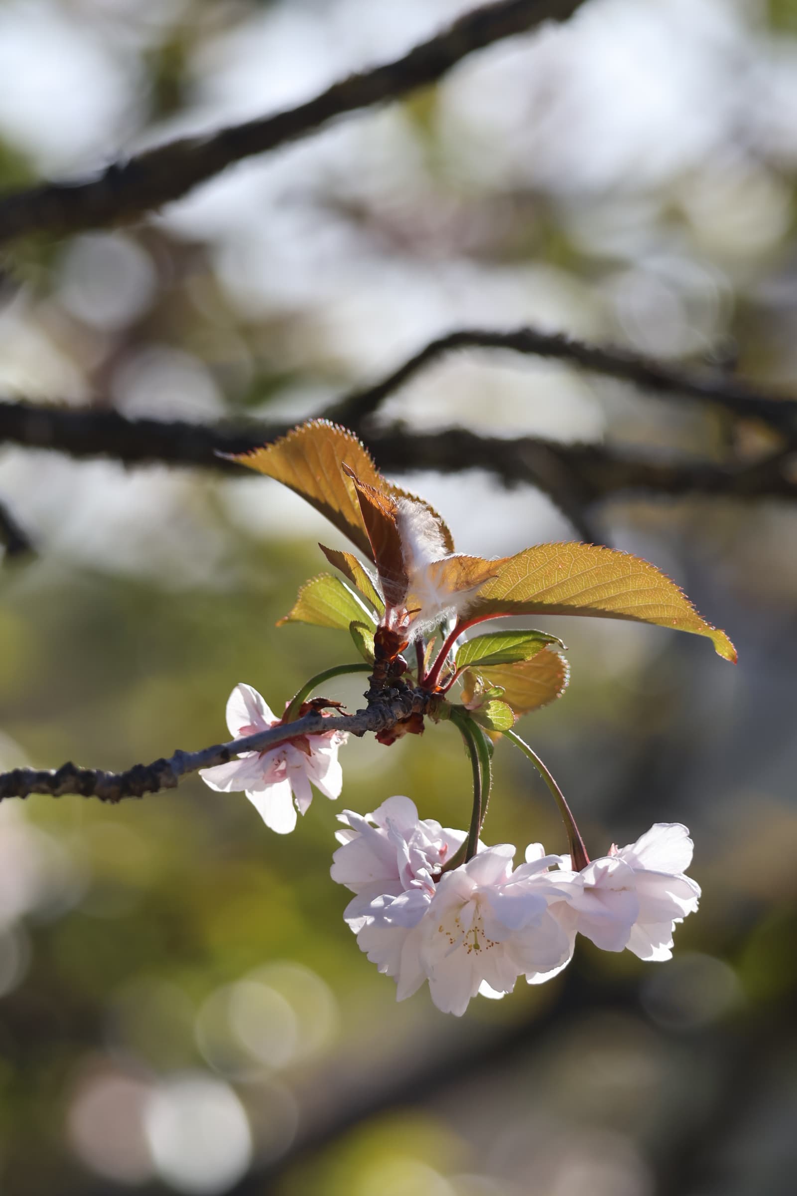 Flower 148