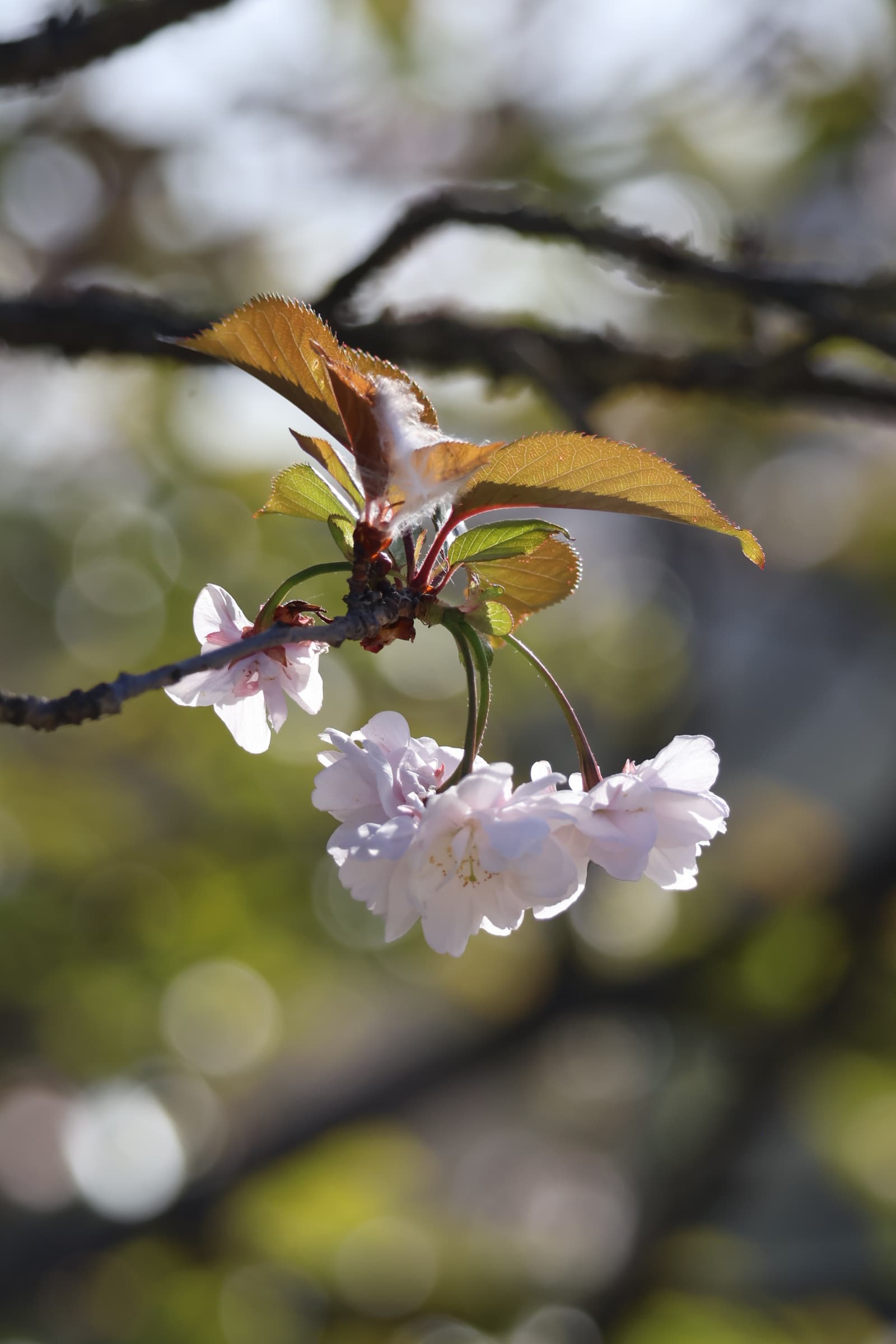 Flower 223
