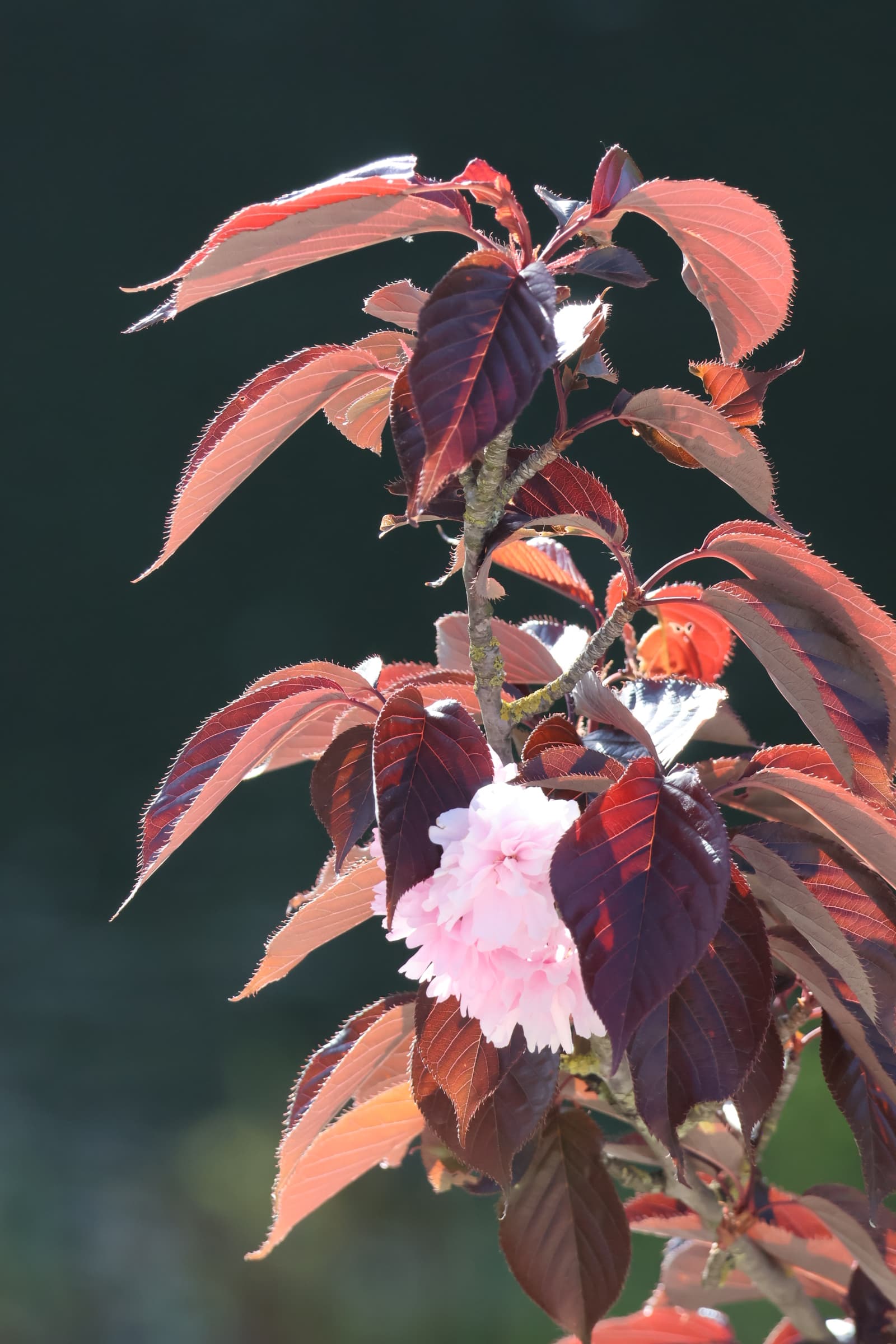 Flower 330