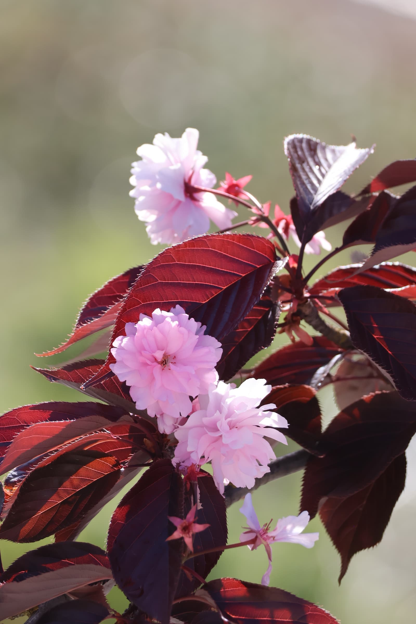 Flower 357
