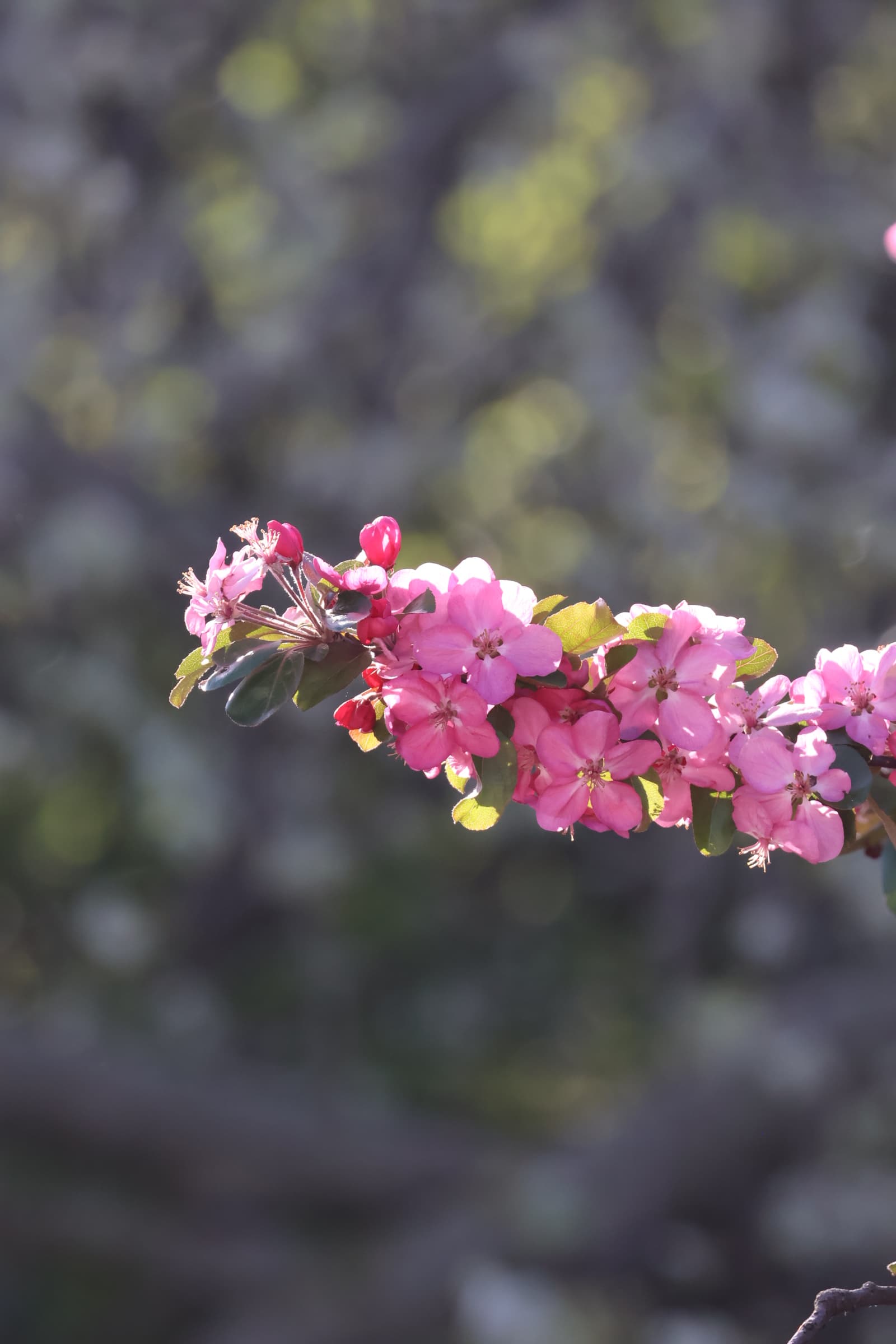 Flower 495