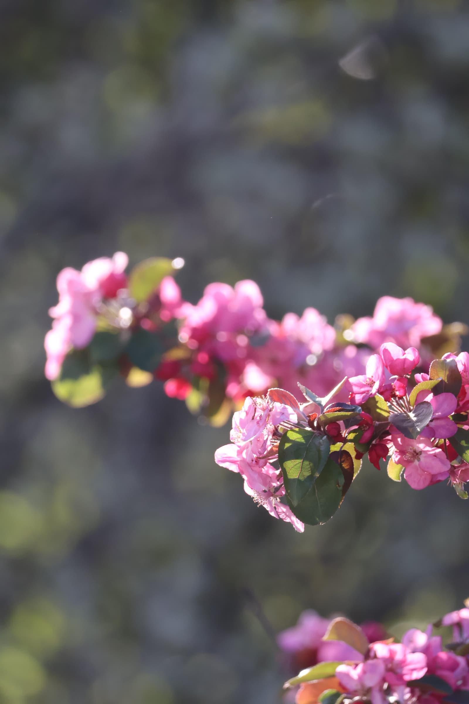 Flower 70