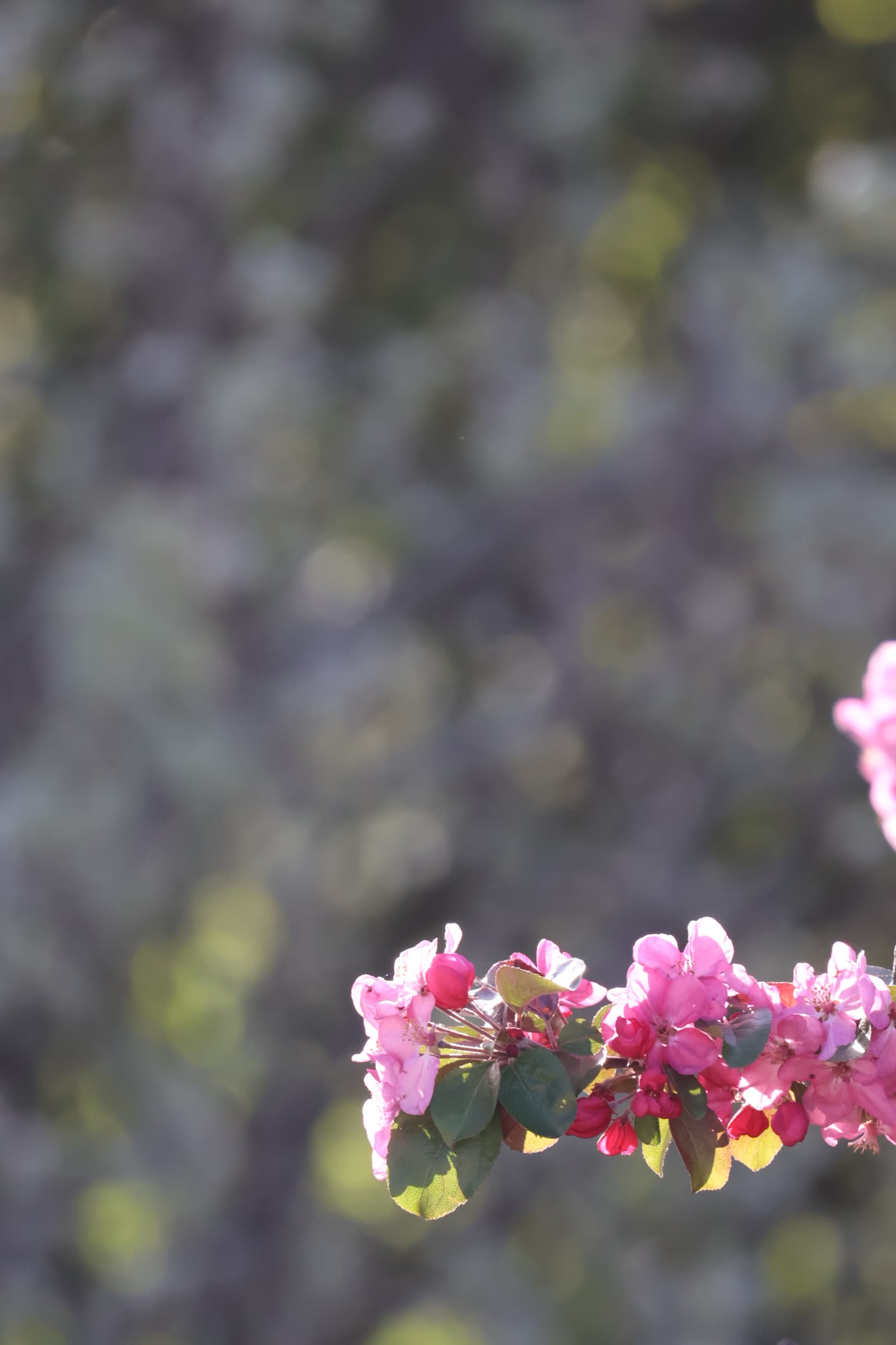 Flower 393