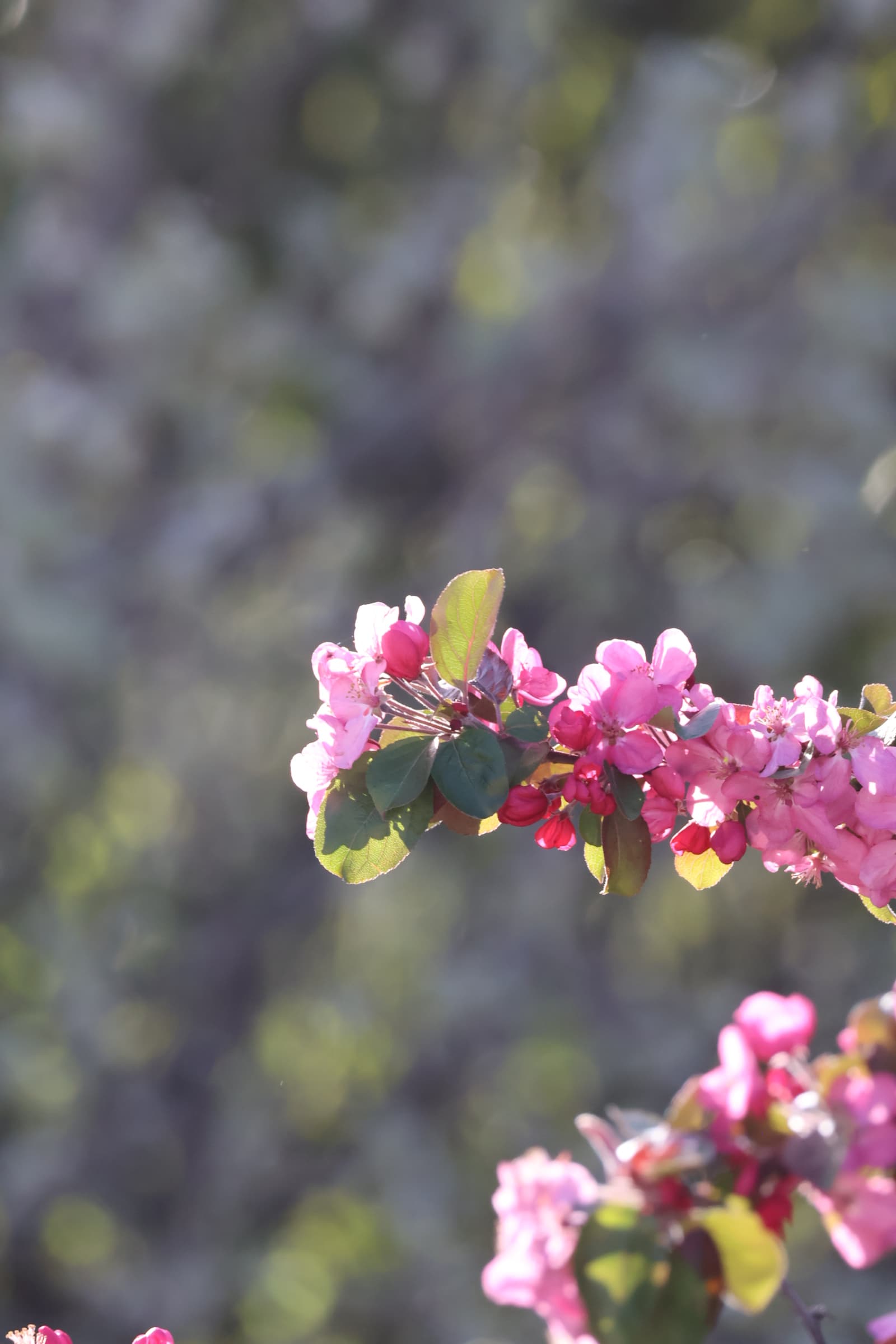 Flower 405