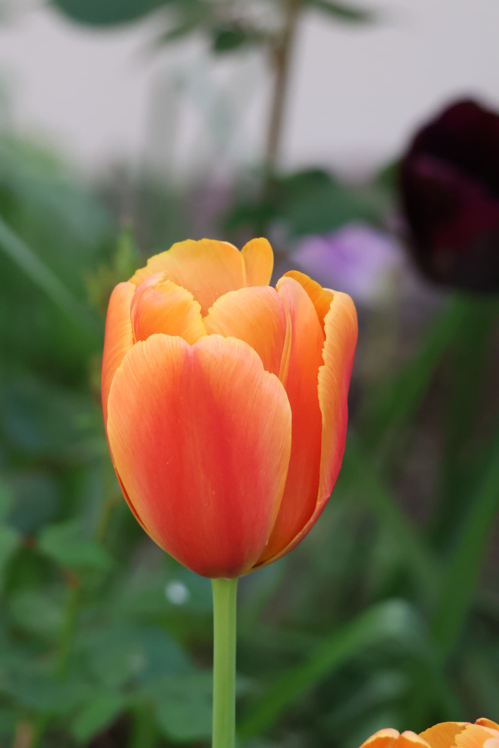 Flower 324