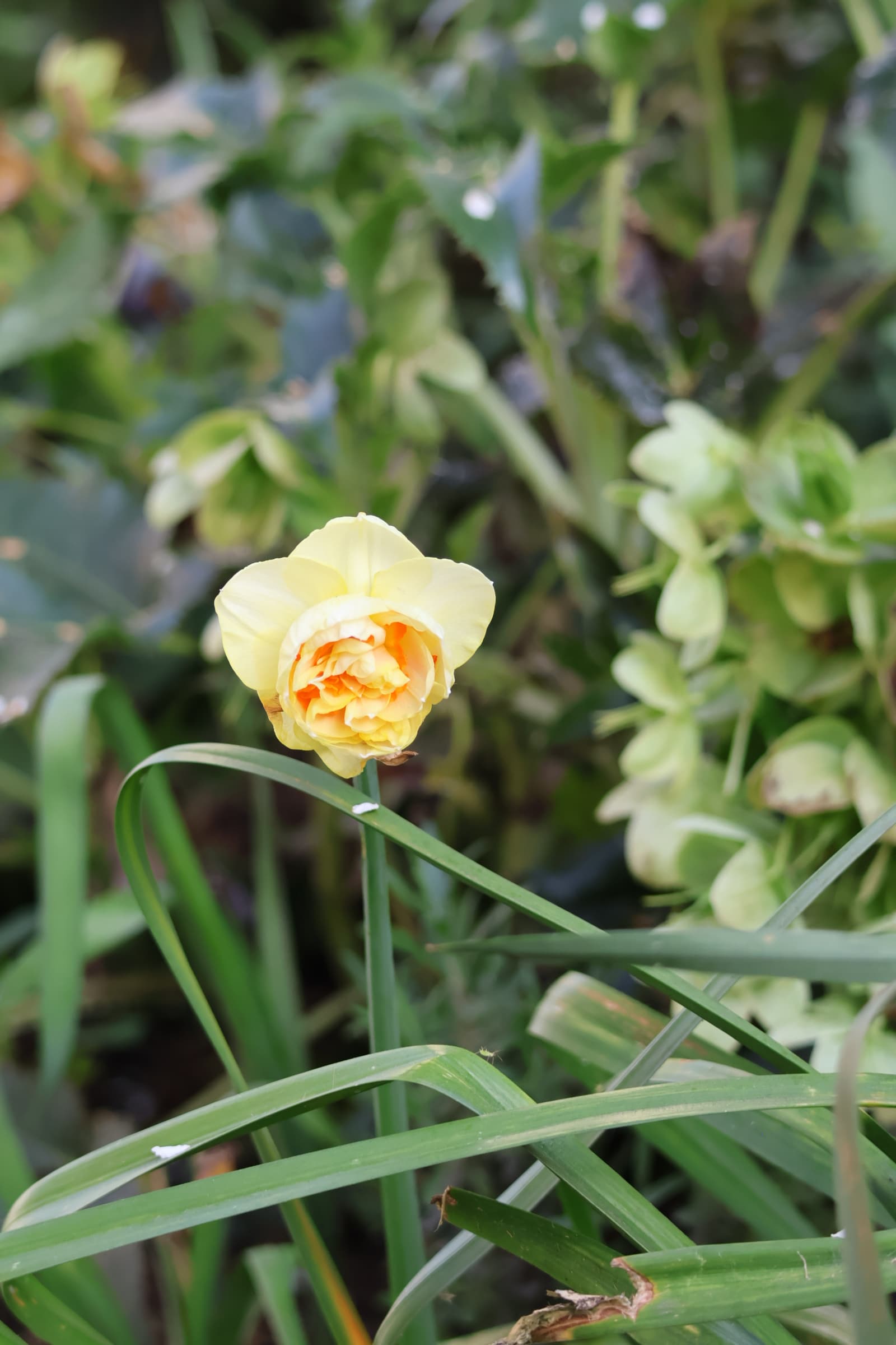 Flower 53