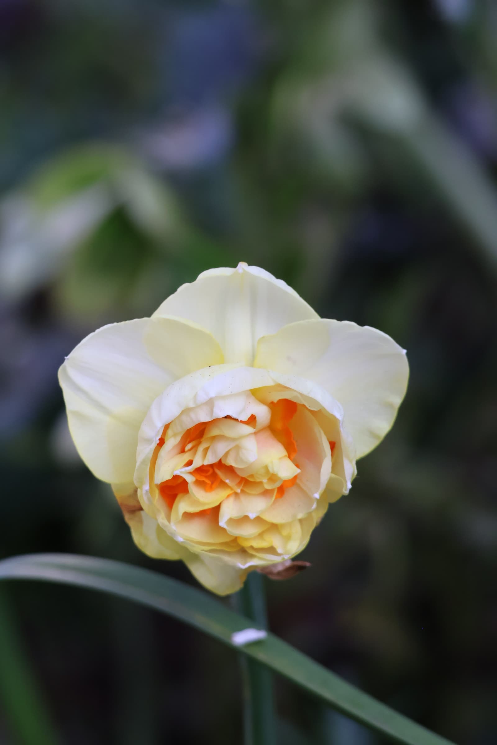 Flower 437