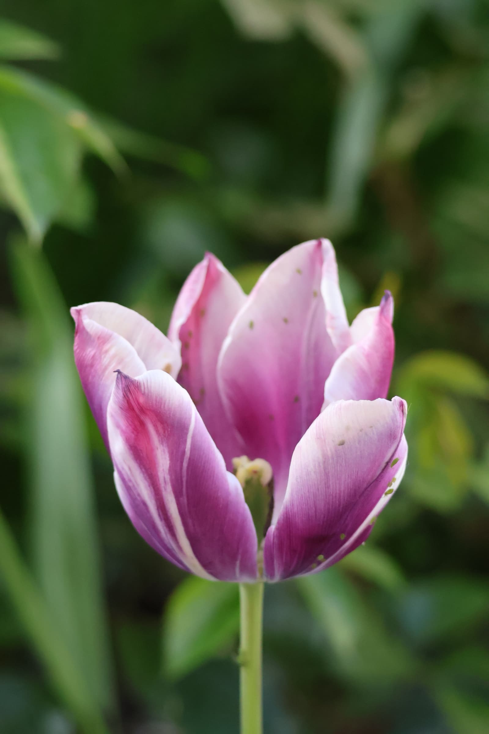 Flower 554