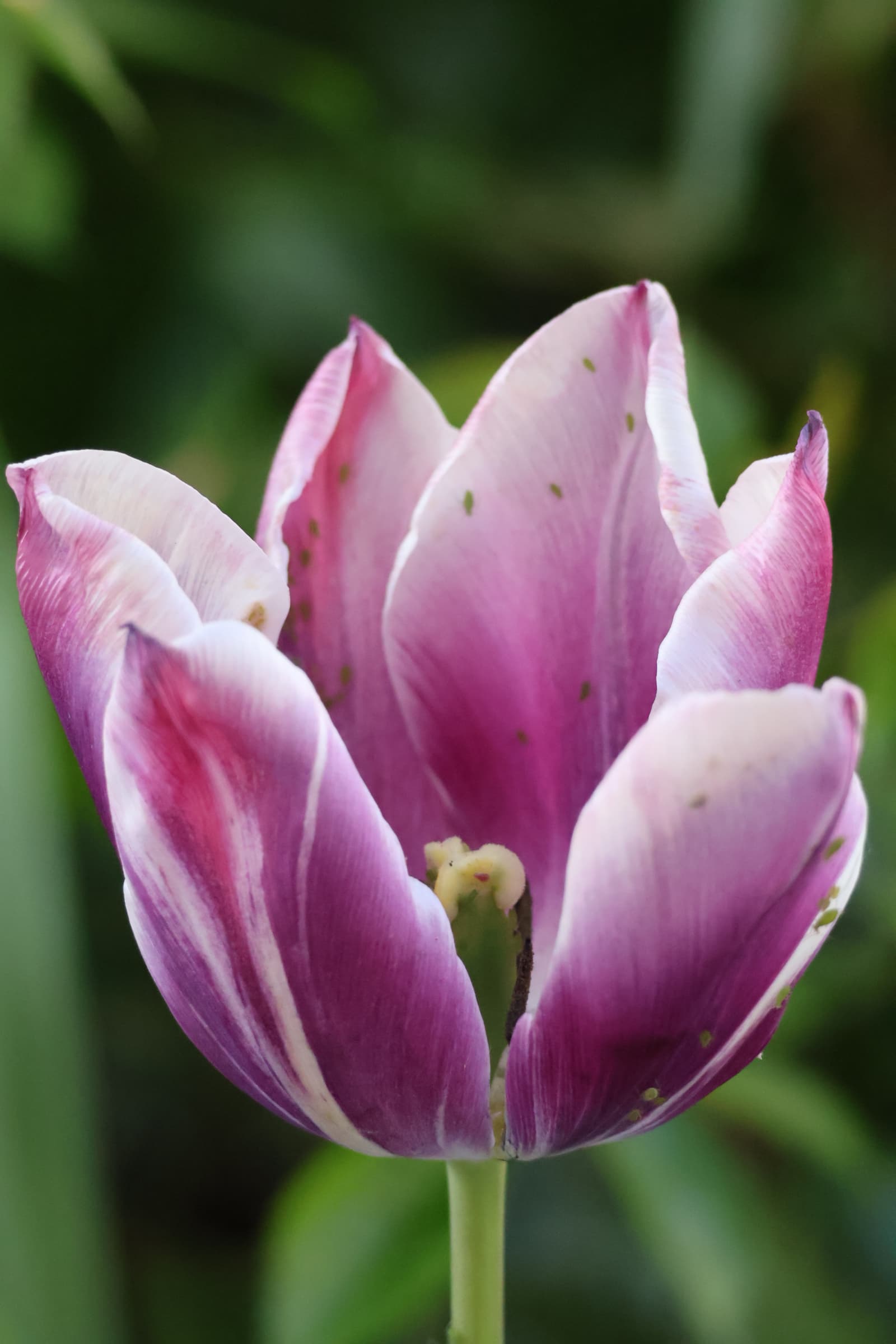 Flower 304