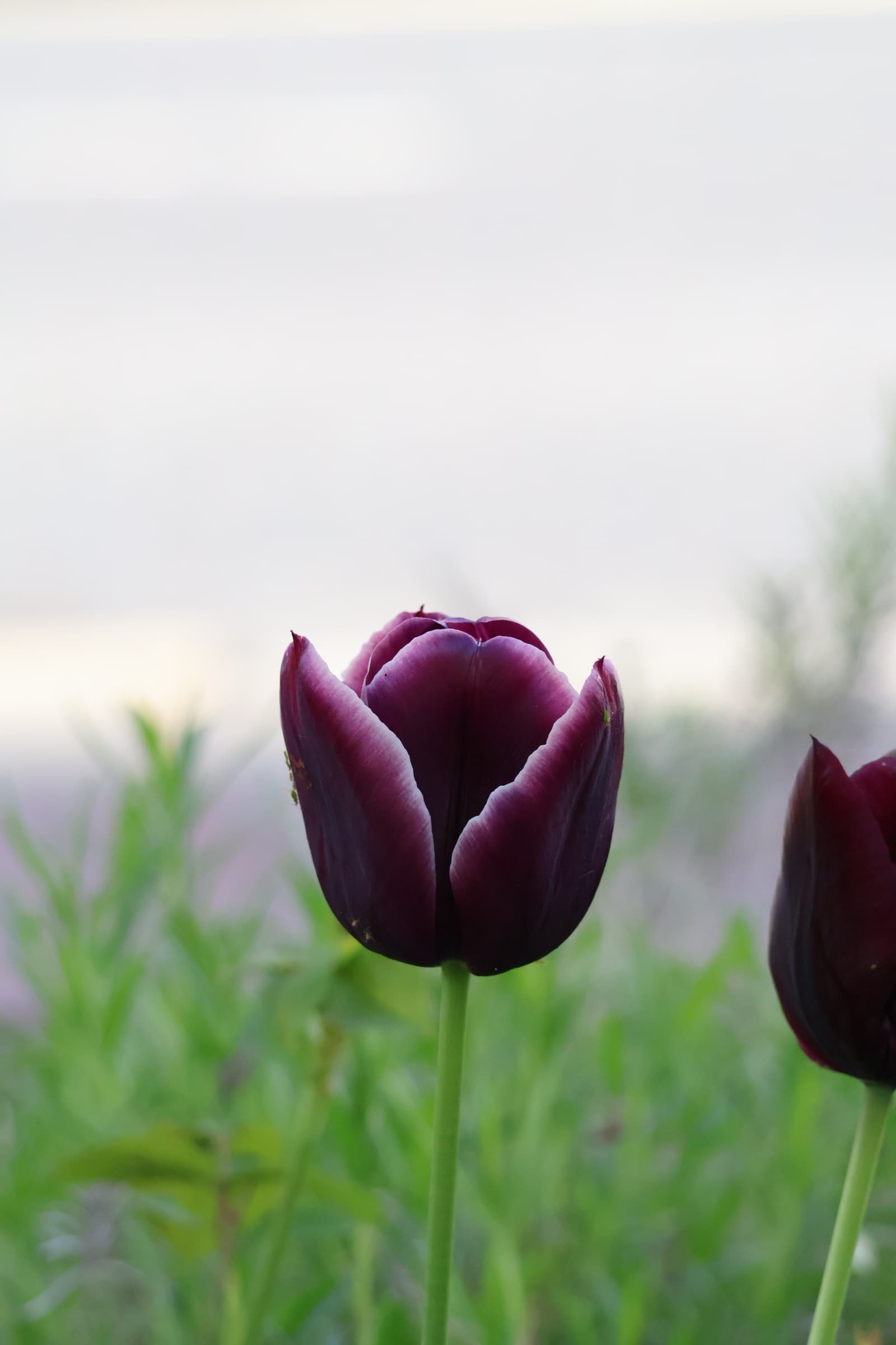 Flower 469