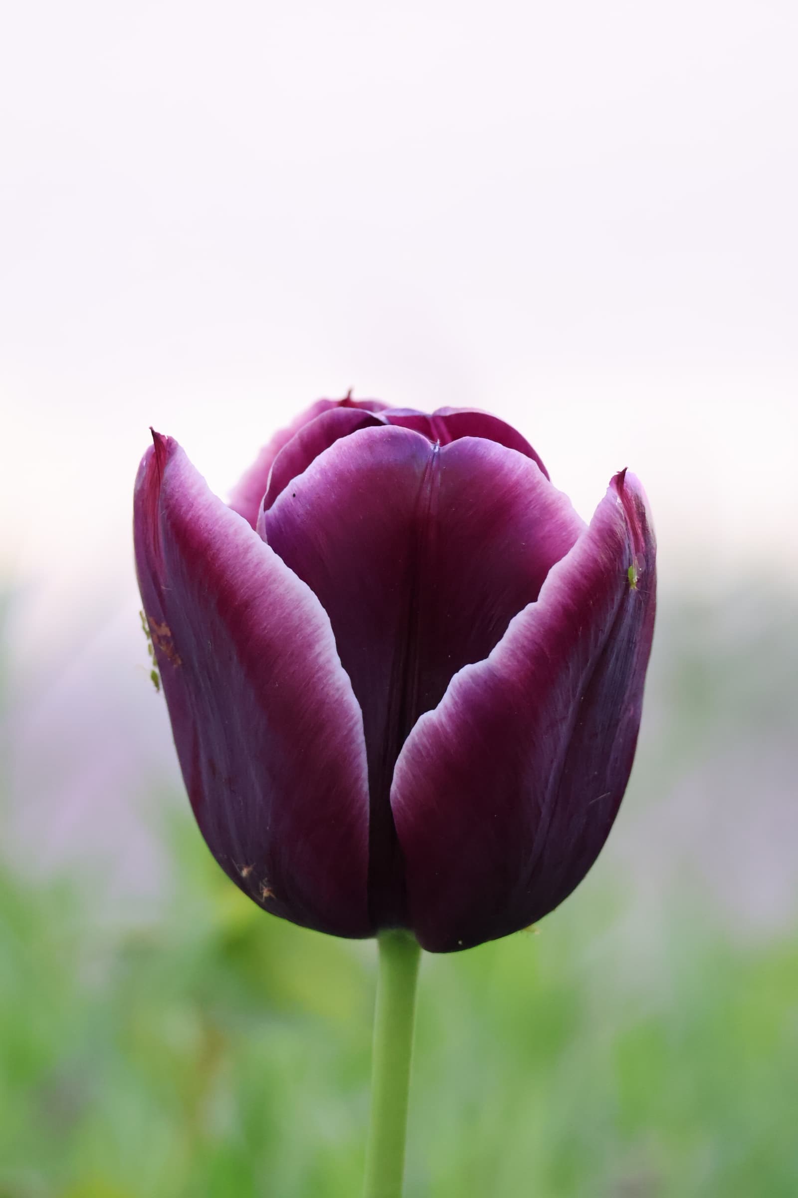 Flower 15