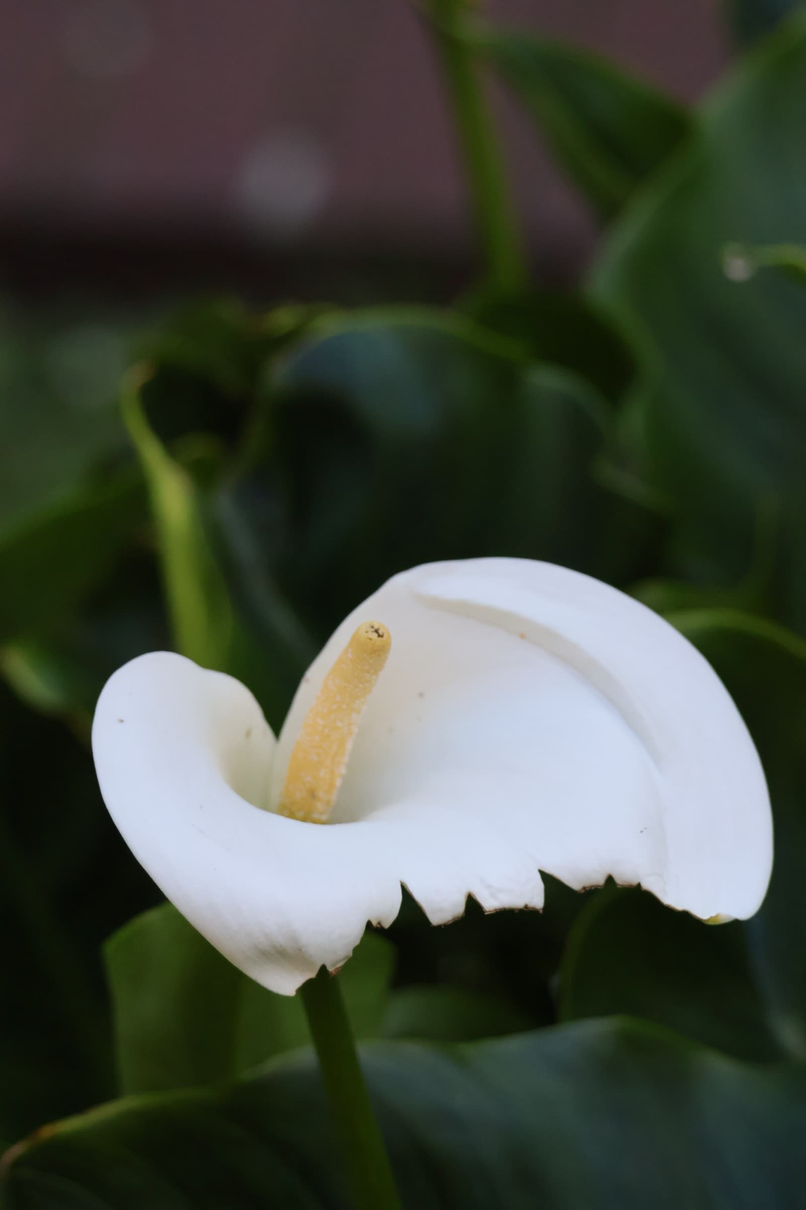 Flower 356