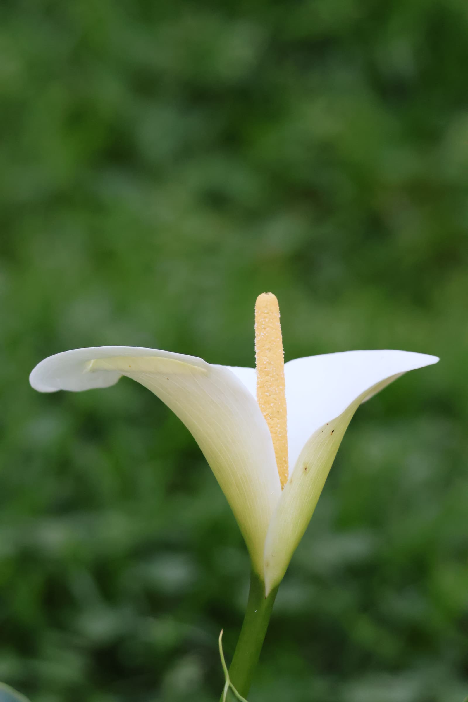 Flower 286