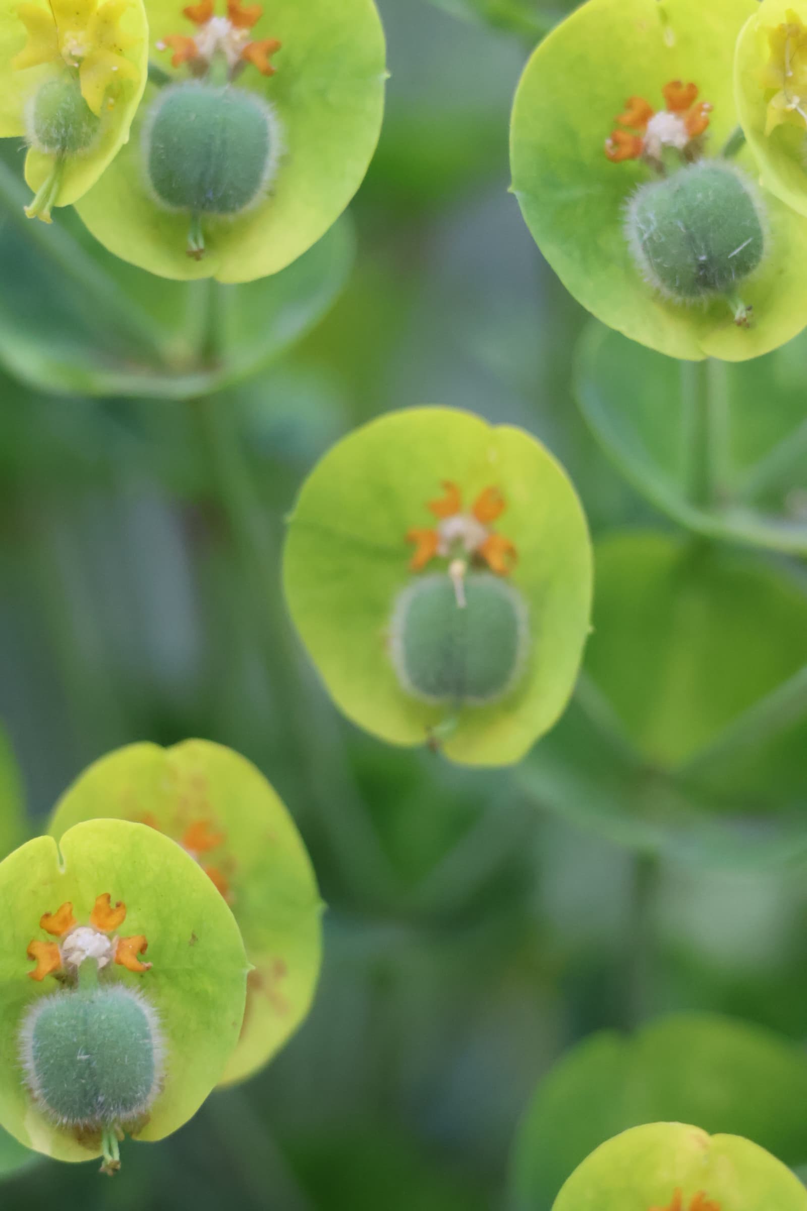 Flower 515